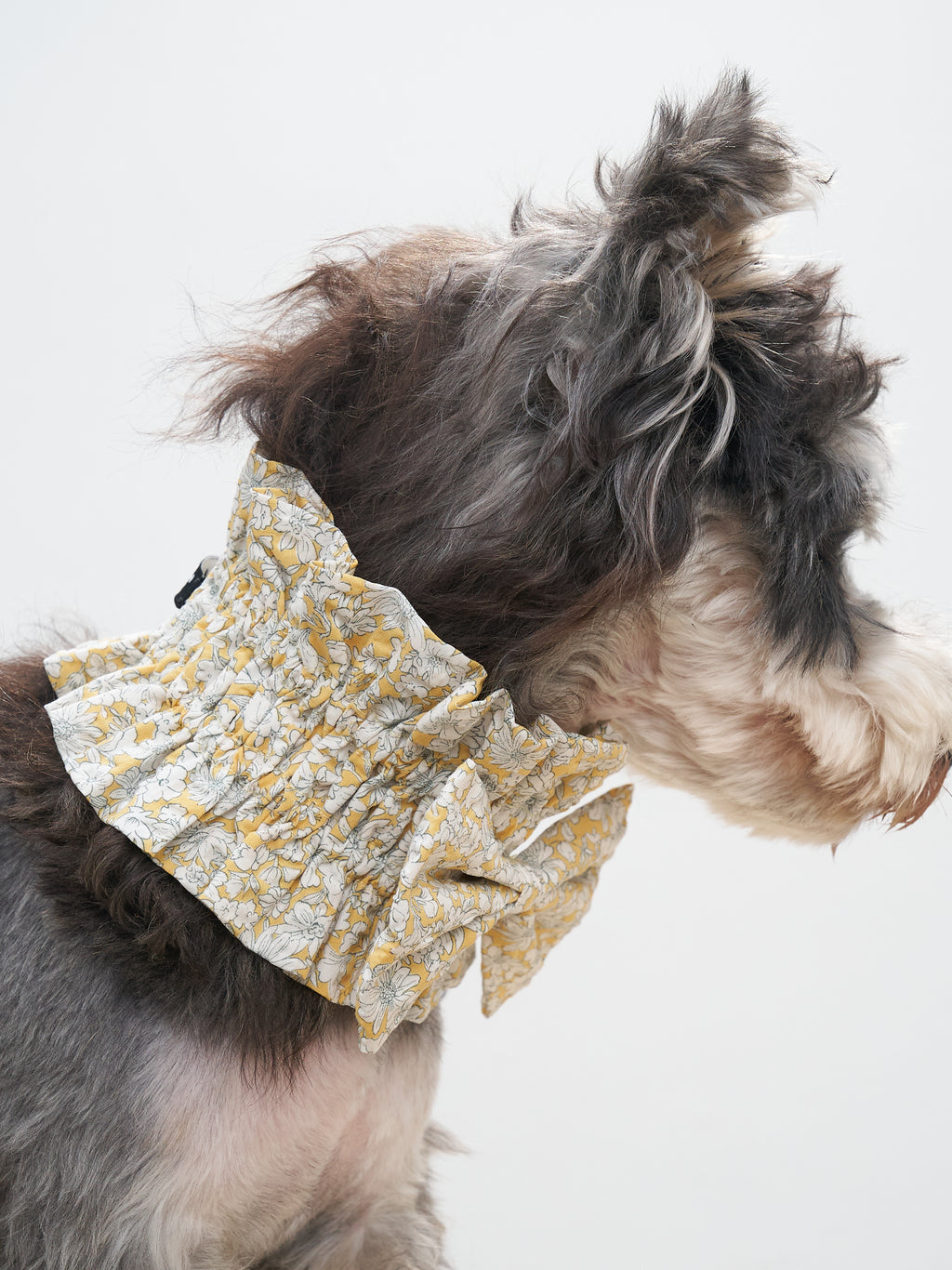 Back view of a Schnauzer wearing the Colorful Daily Nature's Verse Bow Neckpiece in Daisy, showing the ruched high collar and lightweight fit.
