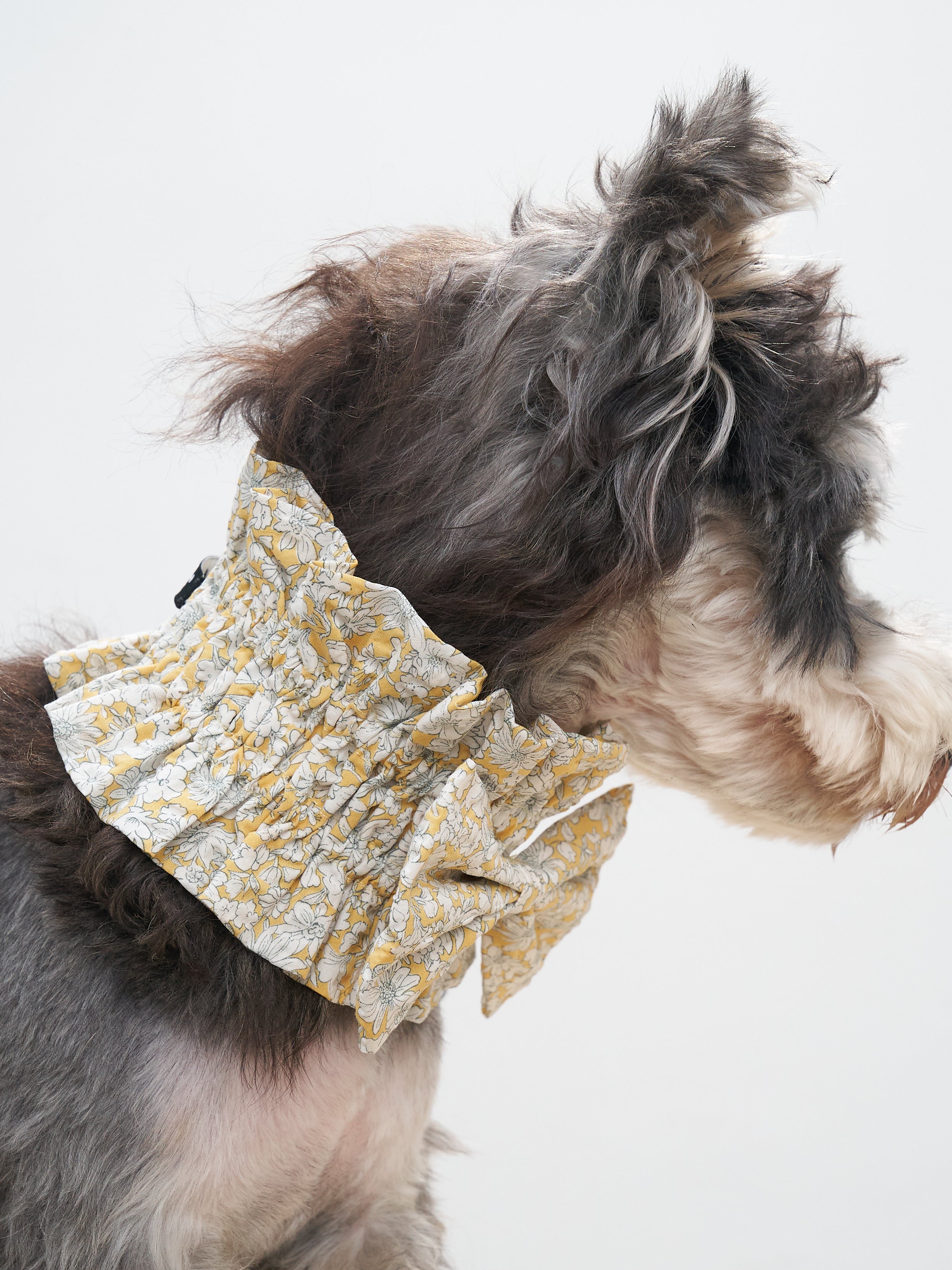 Back view of a Schnauzer wearing the Colorful Daily Nature's Verse Bow Neckpiece in Daisy, showing the ruched high collar and lightweight fit.