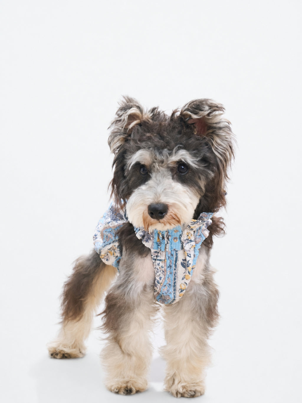 Front view of a Schnauzer wearing the Colorful Daily Nature's Verse Gentle Wave Tank in Limoncello, a breathable dog tank top for warm-weather outings.