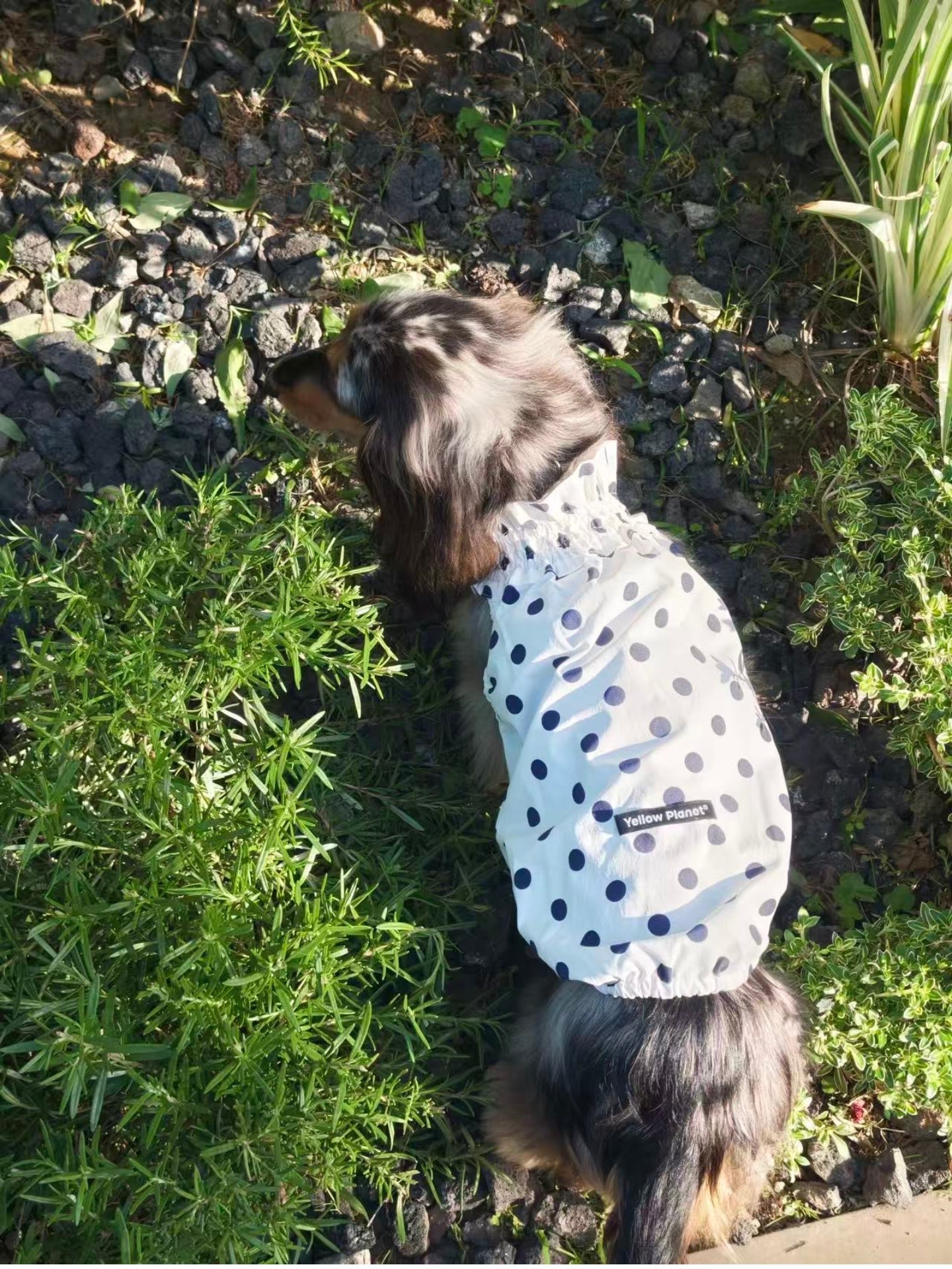 Schnauzer outdoors wearing the Oasis Polka Dot UV Cooling Pet Tank in White with classic navy polka dots and a comfortable summer fit.