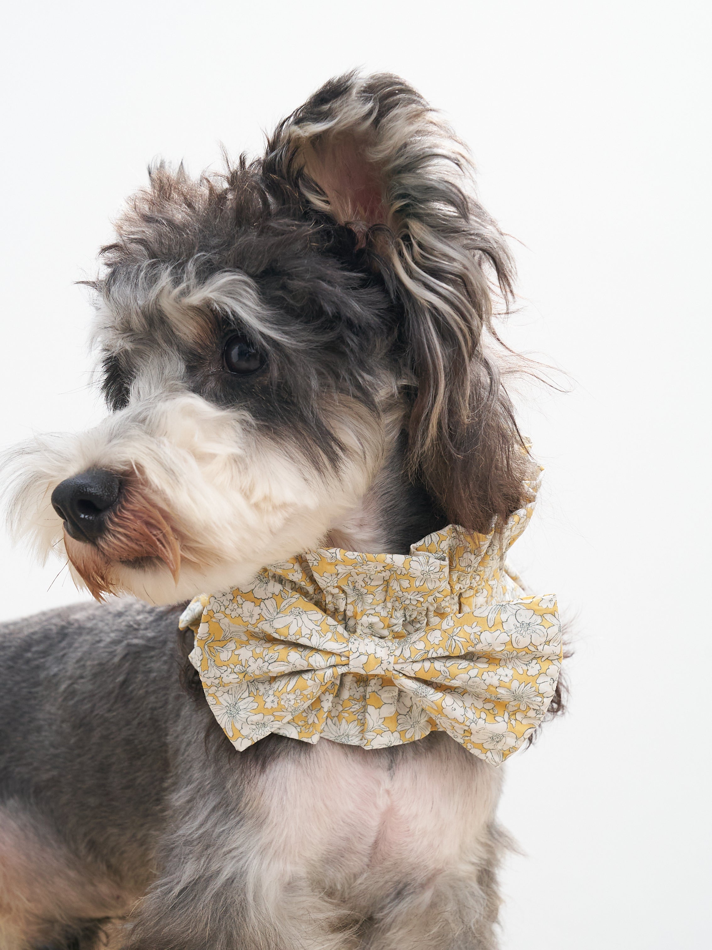 Schnauzer wearing the Colorful Daily Nature's Verse Bow Neckpiece in Daisy, styled with a delicate floral print and soft bow.