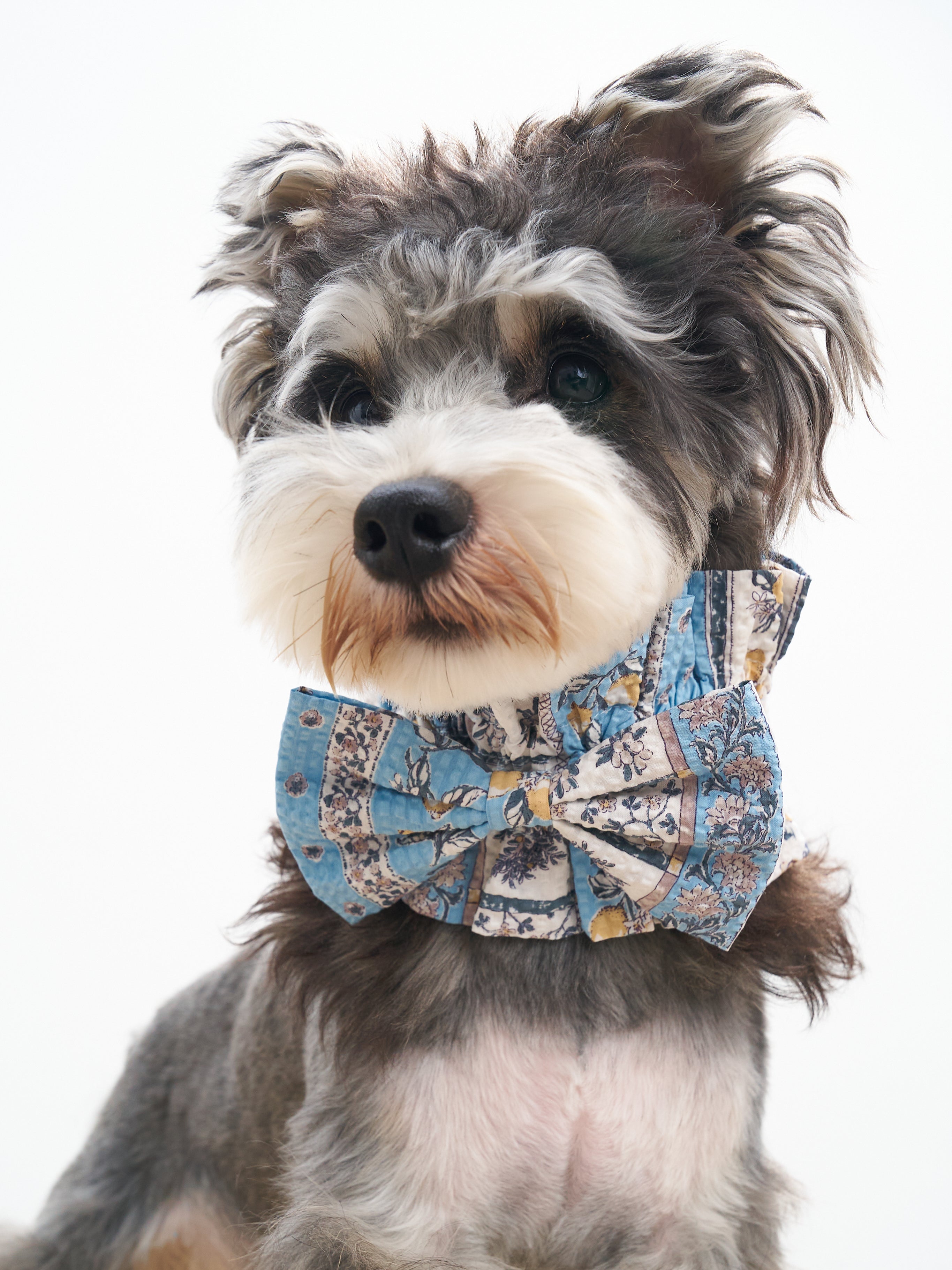 Schnauzer wearing the Colorful Daily Nature's Verse Bow Neckpiece in Limoncello, styled with a vintage floral print and elegant bow.