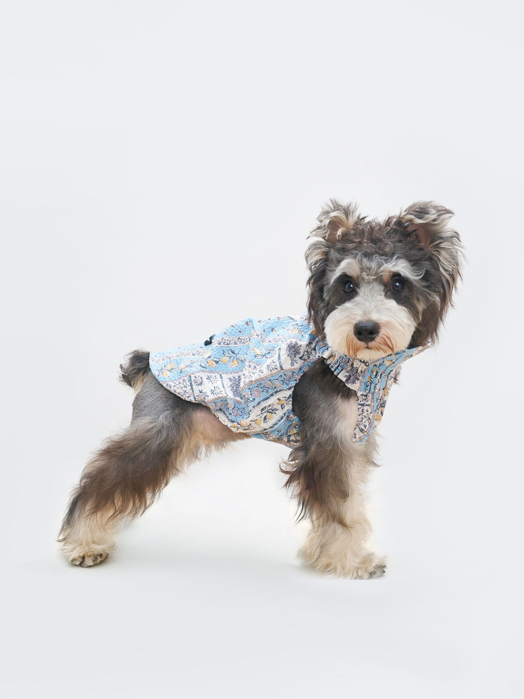 Schnauzer wearing the Colorful Daily Nature's Verse Gentle Wave Tank in Limoncello, styled in a breathable cotton fabric with a vintage-inspired print.