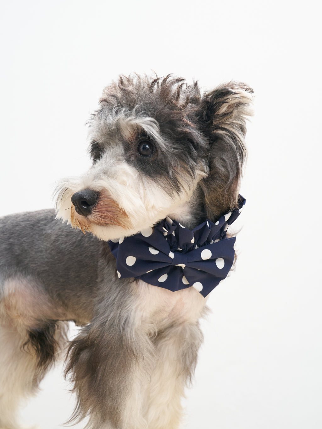 Schnauzer wearing the Oasis Polka Dot Bow Neckpiece in Navy, designed with white polka dots and delicate Kyoto Kyo Print craftsmanship.