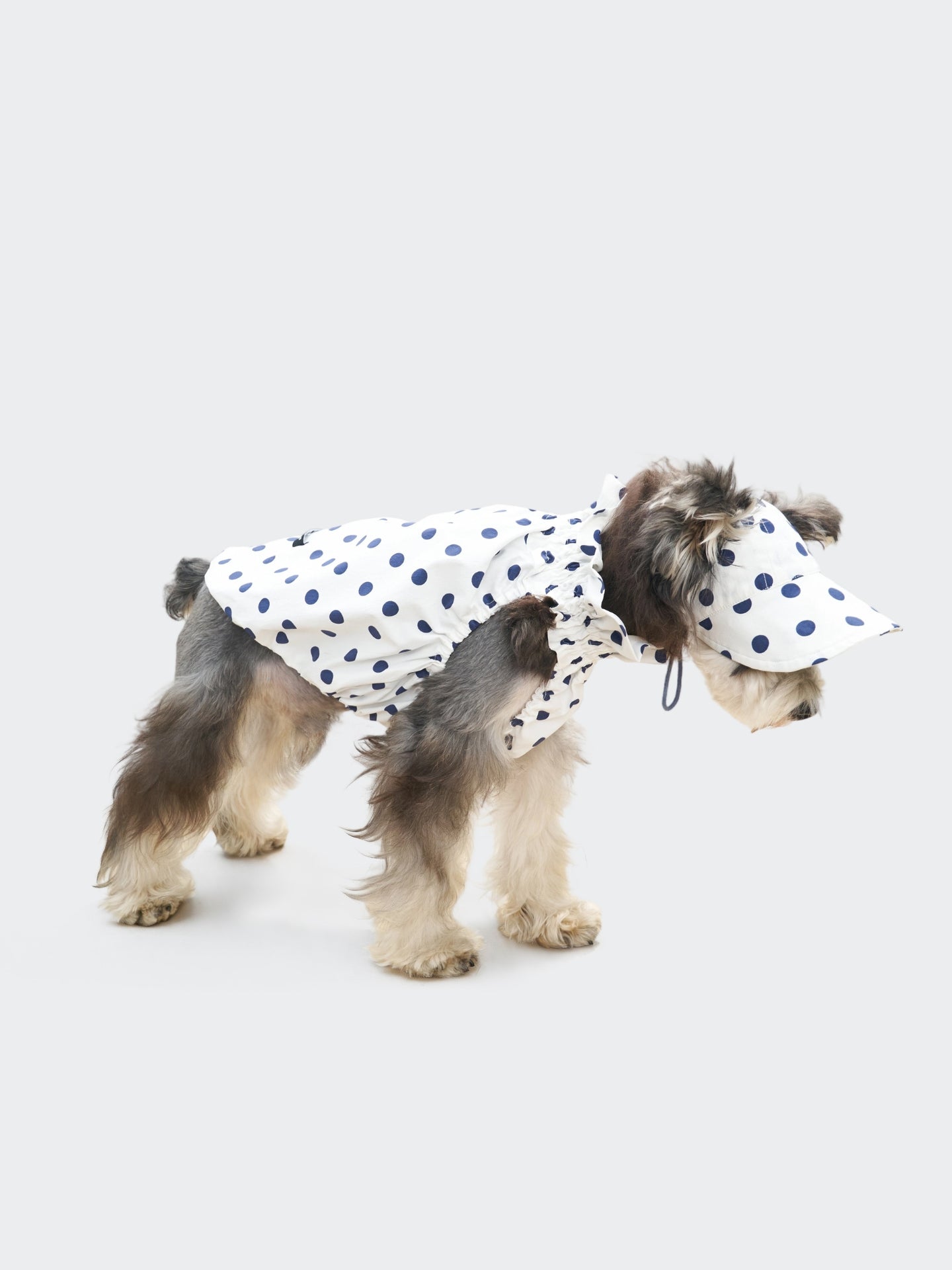 Schnauzer wearing the Oasis Polka Dot UV Cooling Pet Tank in White, a breathable summer dog tank with UPF50+ sun protection.