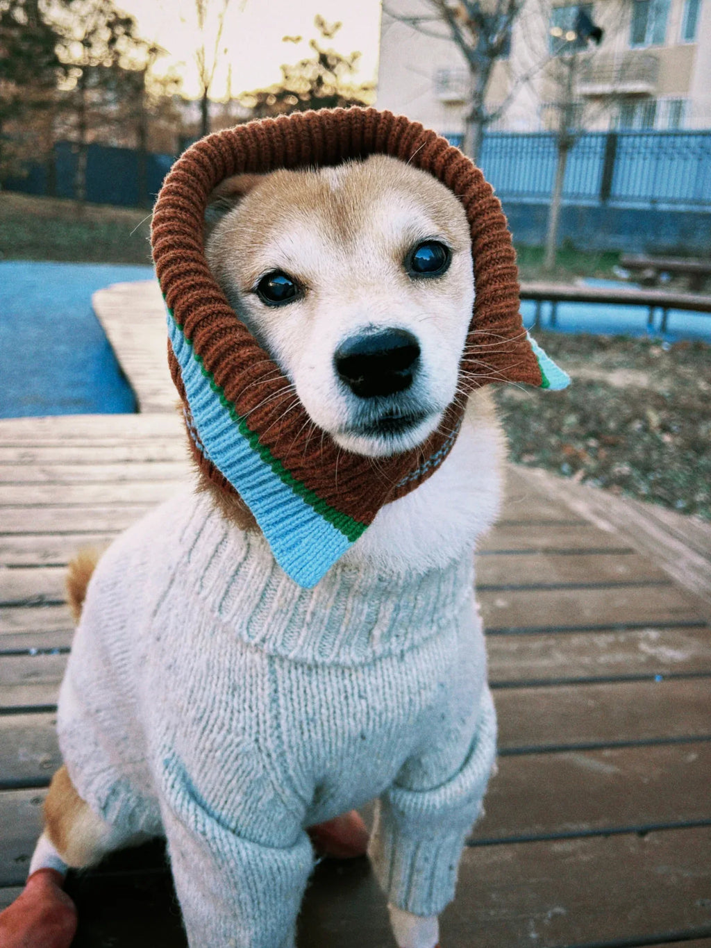 A  Shiba Inu wearing the Milk Tweed sweater paired with a contrasting brown and blue knitted hood.