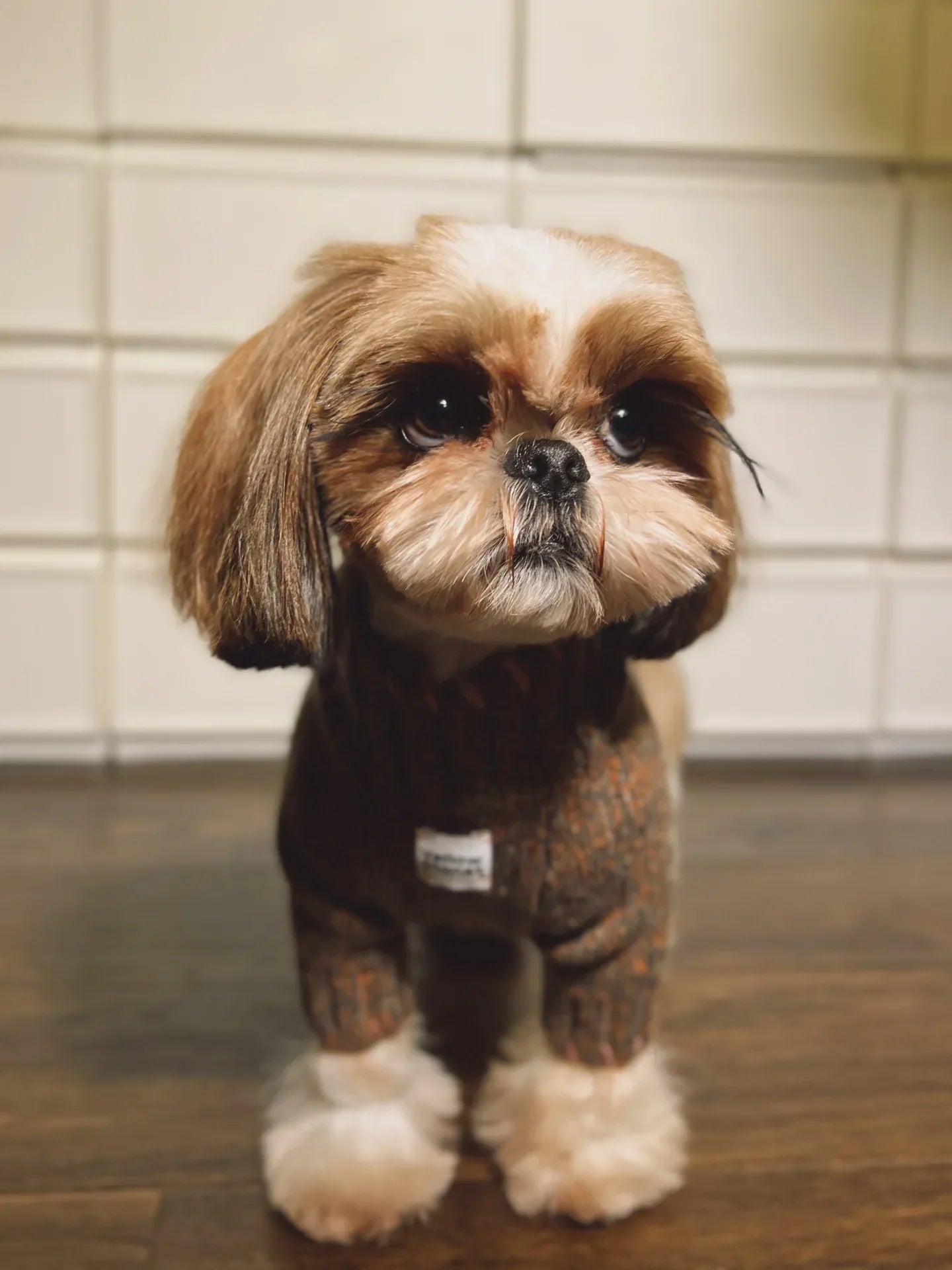 A Shih Tzu modeling the Rust Tweed "Gentle Dog" sweater, showcasing the elegant high-neck fit.