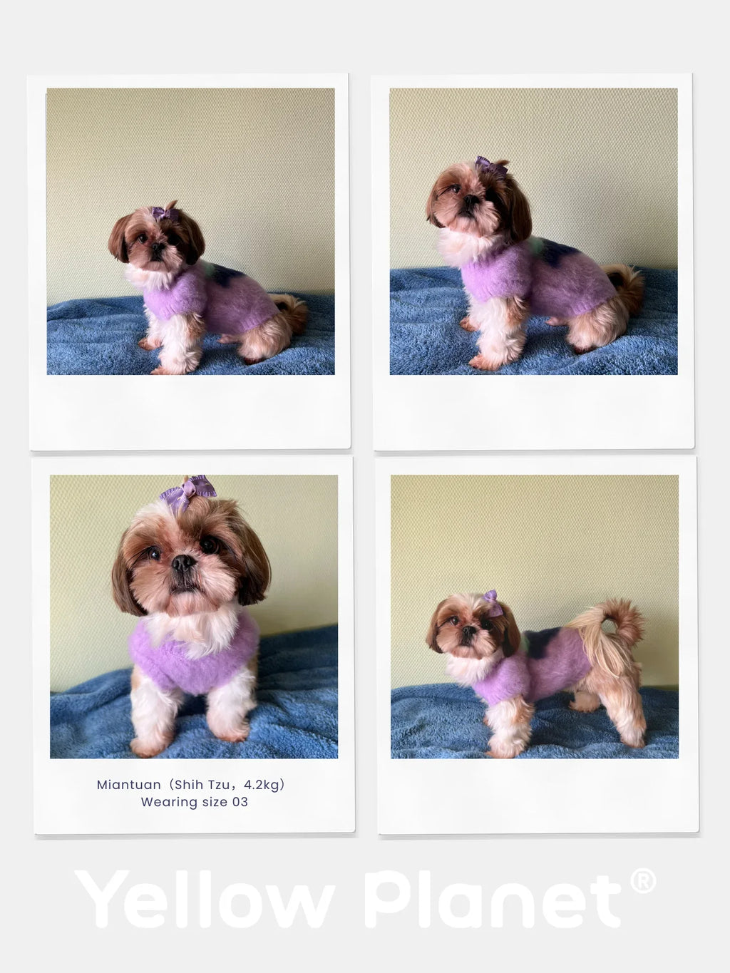 A collage featuring a Shih Tzu modeling the Night Grape artistic fruits brushed knit vest.