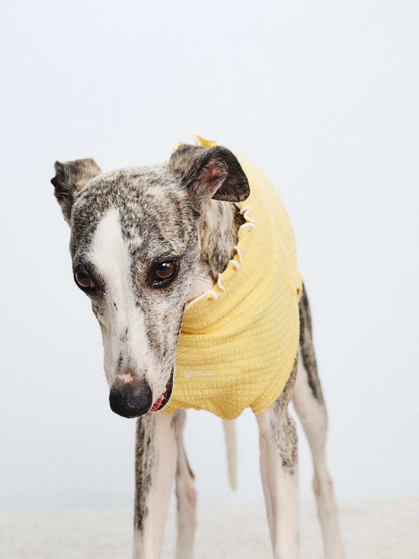 Front view of a slender dog wearing the Pale Yellow Colorful Daily AIRWave Tank.