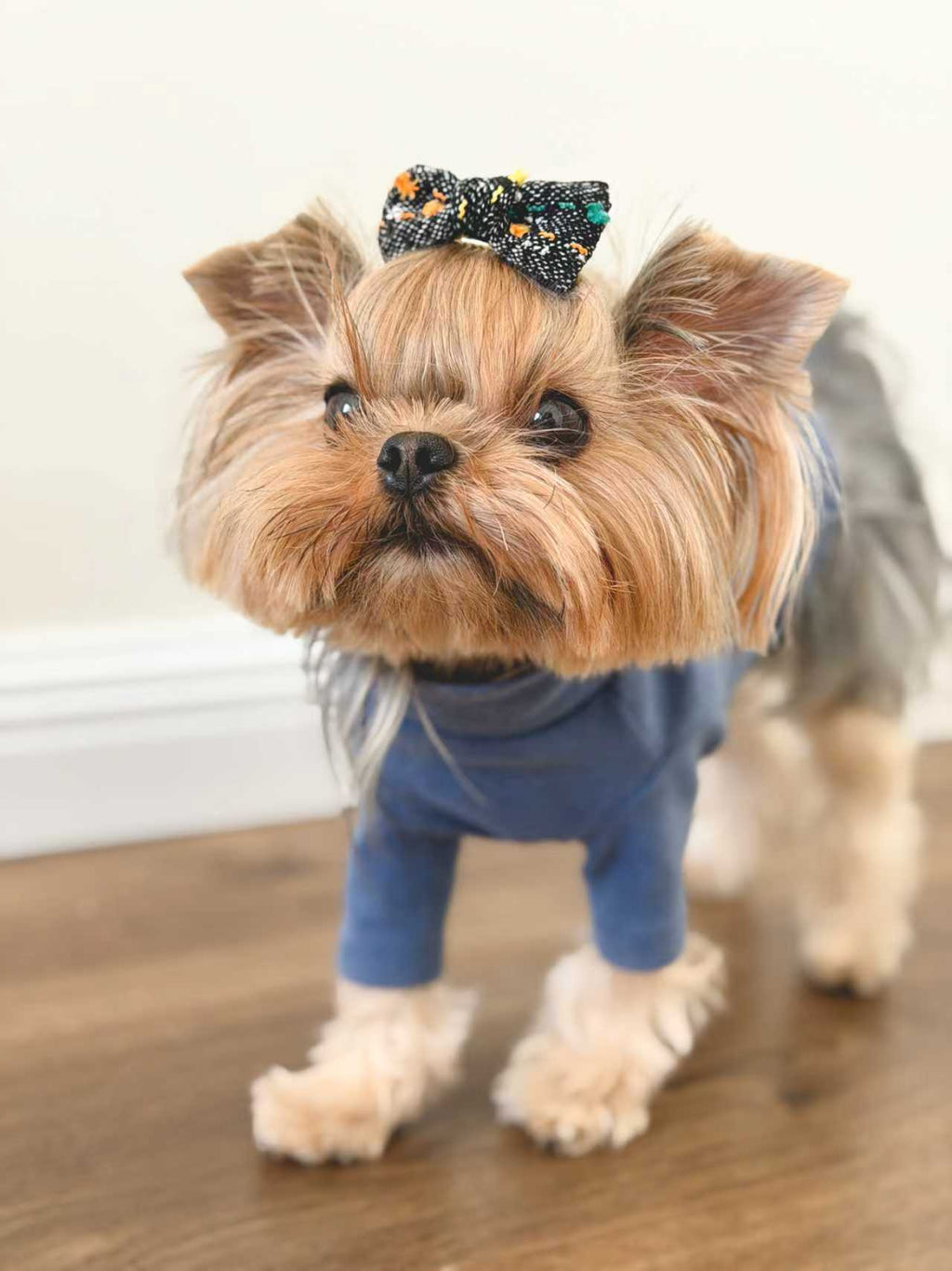Small dog wearing BALOVESYOU Crayon Confetti pet hair clips on its head.