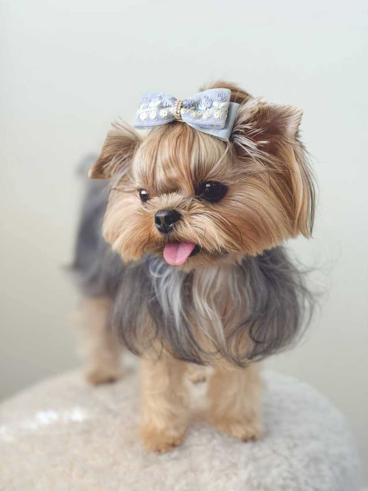 Small dog wearing the BALOVESYOU Dawn Shimmer pet hair clip on its head.