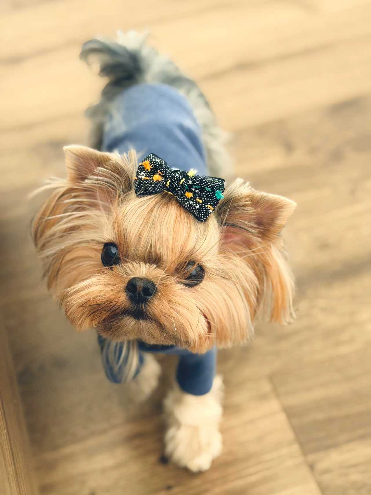 Close-up of a small dog wearing BALOVESYOU Crayon Confetti pet hair clips.