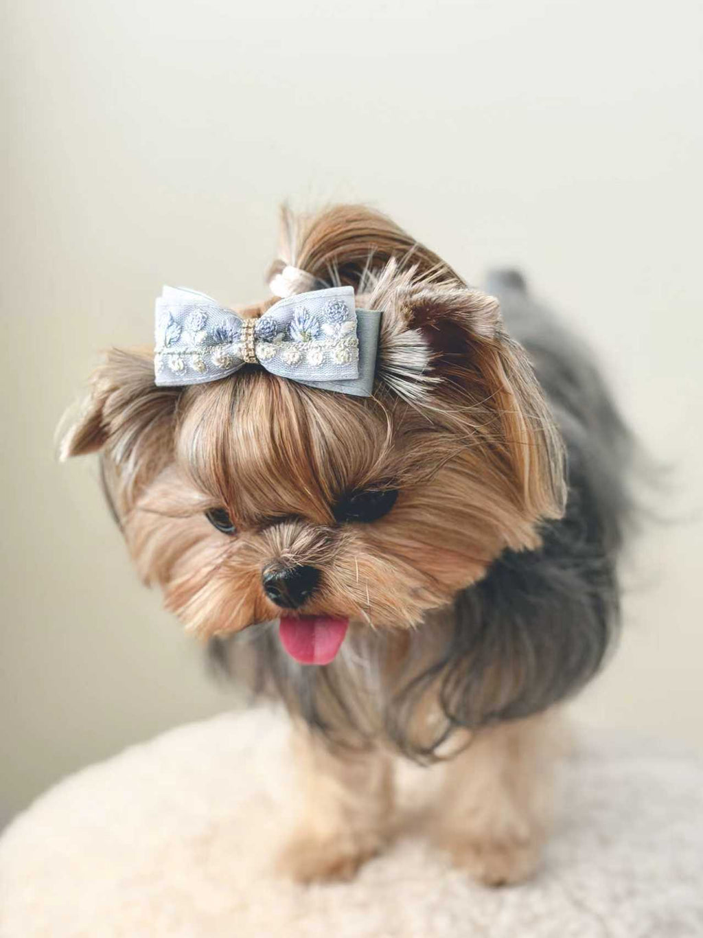 Close-up of a small dog wearing the BALOVESYOU Dawn Shimmer pet hair clip.