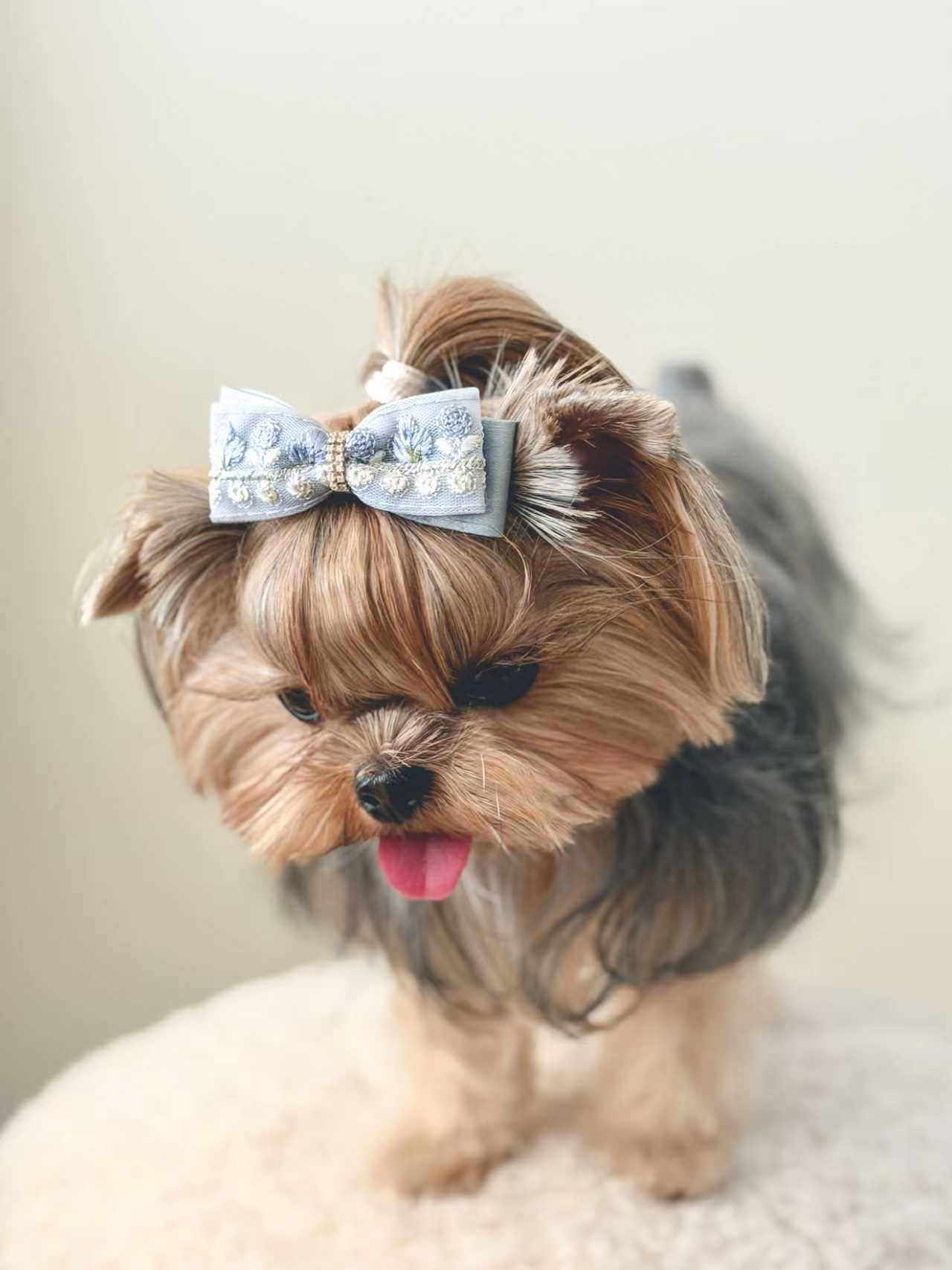 Close-up of a small dog wearing the BALOVESYOU Dawn Shimmer pet hair clip.