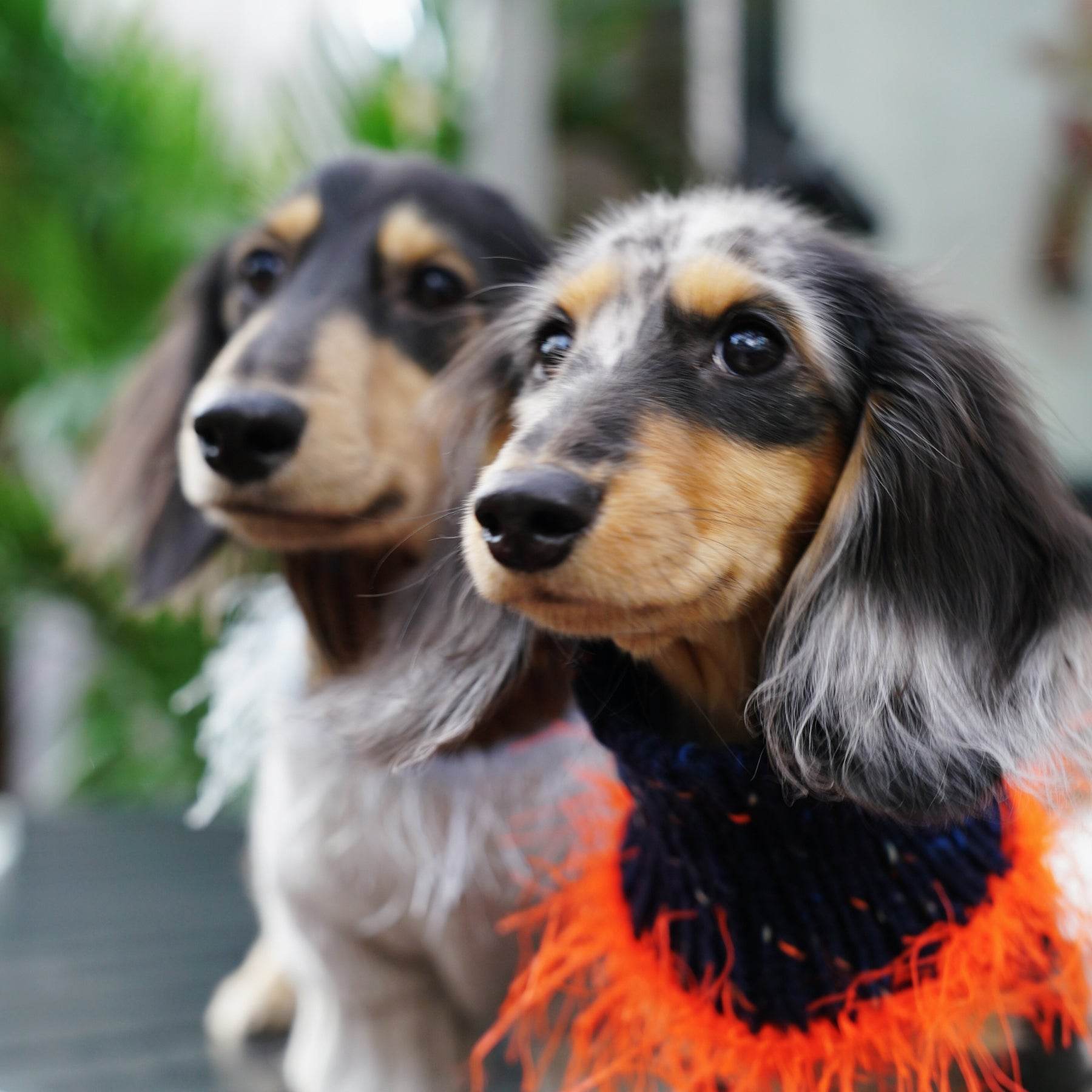 Pawsome Granny Gang Handmade "Duality" Wool & Yarn Snood for Pets