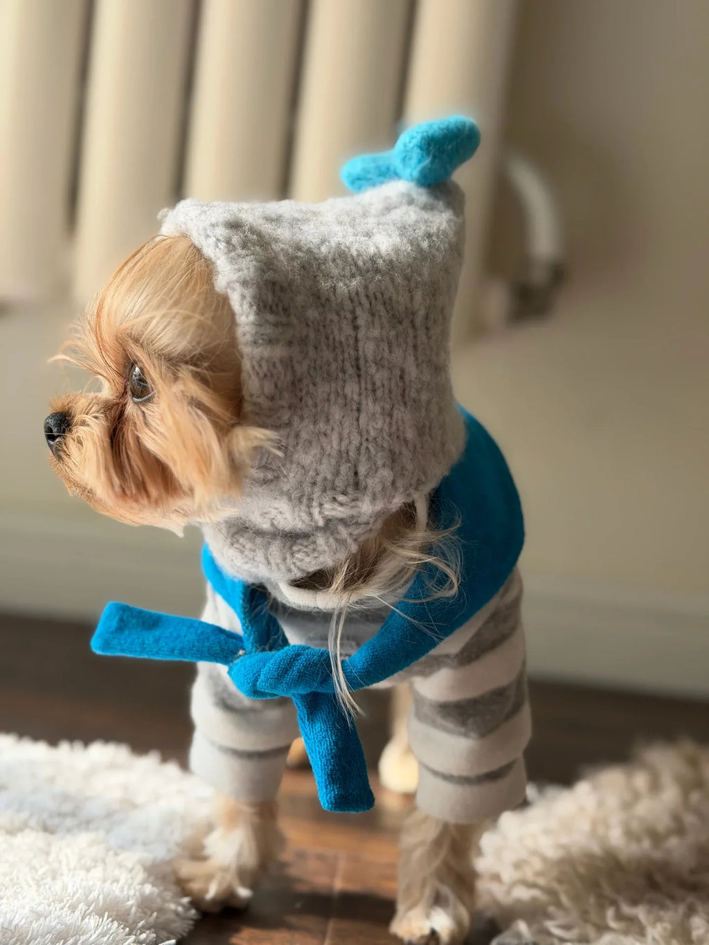 A Yorkshire Terrier modeling the gray "Mochi BonBon" beanie accessorized with a matching vivid blue neck scarf for a complete winter look.