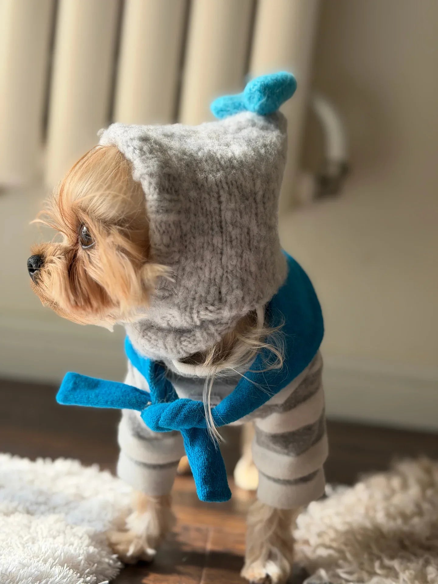 A Yorkshire Terrier modeling the gray "Mochi BonBon" beanie accessorized with a matching vivid blue neck scarf for a complete winter look.