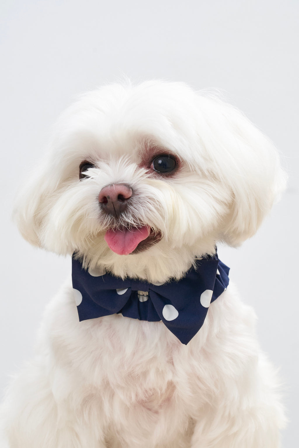 Smiling white dog wearing the Oasis Polka Dot Bow Neckpiece in Navy with soft gathers and classic white polka dots.