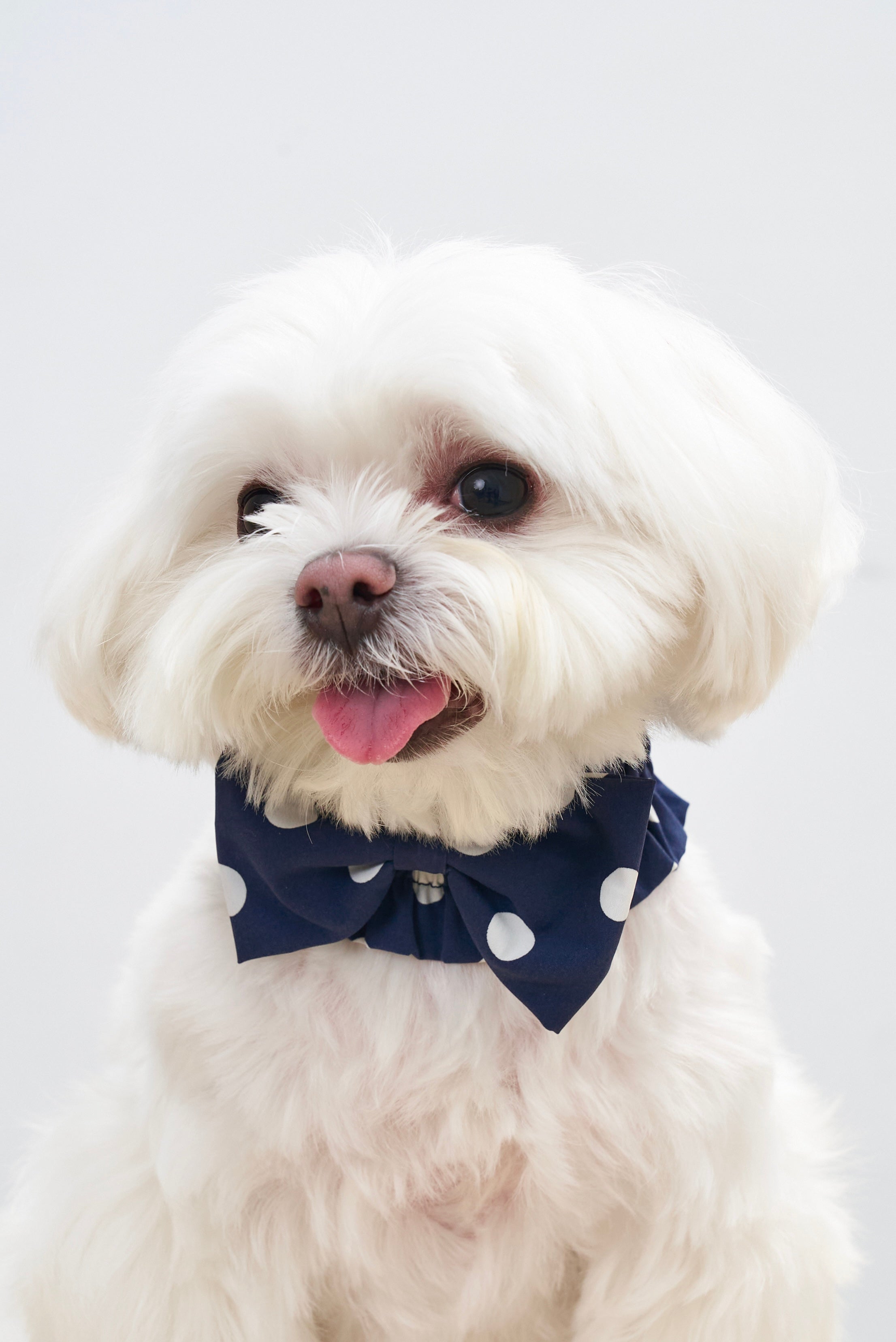 Smiling white dog wearing the Oasis Polka Dot Bow Neckpiece in Navy with soft gathers and classic white polka dots.