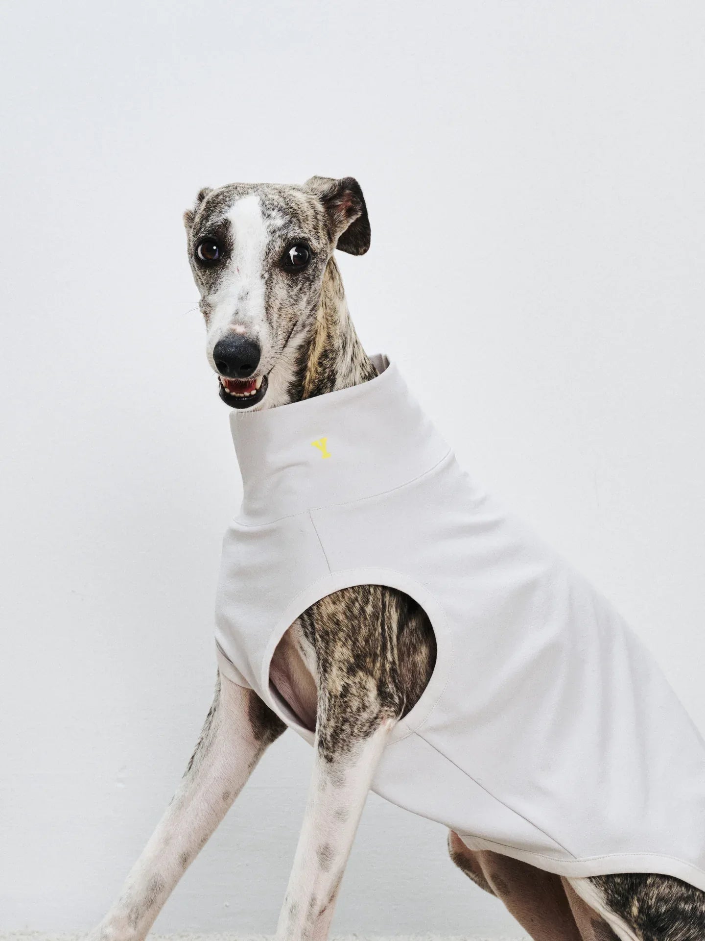 A Whippet sitting while wearing the L.Gray Oasis Series sun protection vest, highlighting its lightweight material.