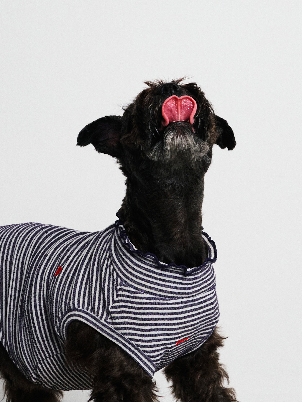Black schnauzer wearing the Colorful Daily Series Wavy 3D Pleated Pet Vest, looking up and licking