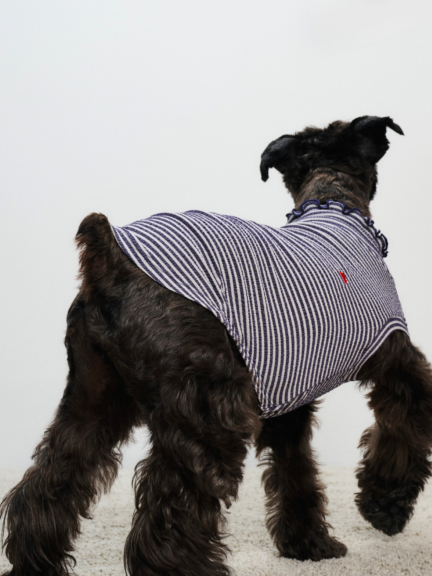 Back view of a black miniature schnauzer wearing the Colorful Daily Series Wavy 3D Pleated Pet Vest