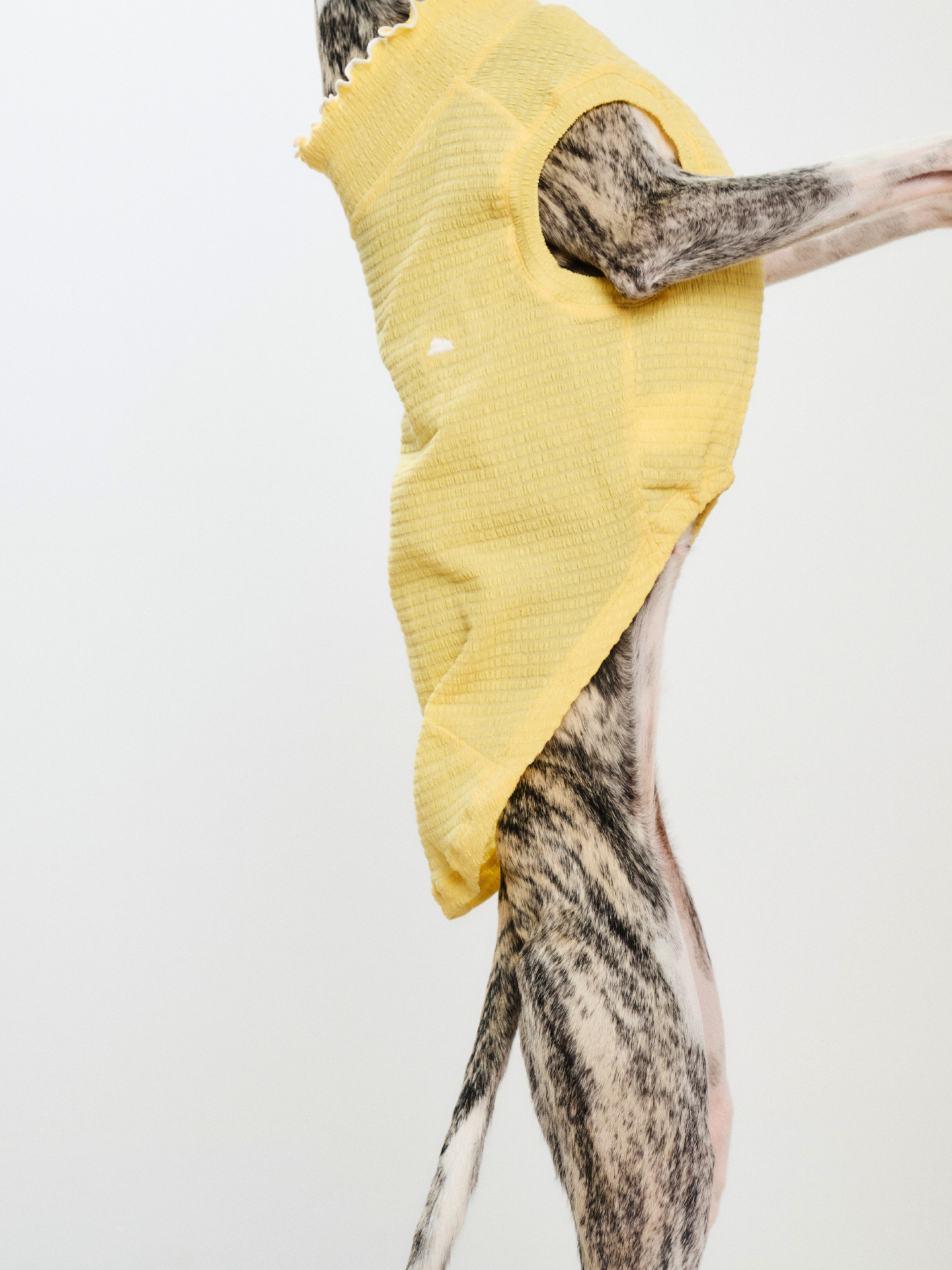 Side close-up of an Italian Greyhound standing while wearing the Colorful Daily Series Wavy 3D Pleated Pet Vest in pale yellow