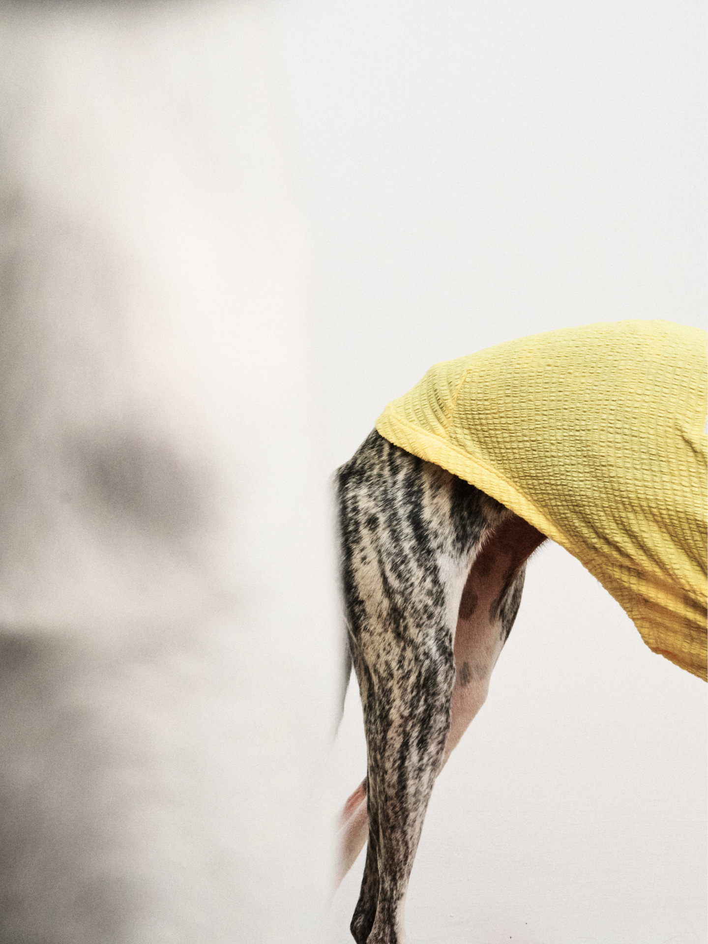 Side view of the back half of an Italian Greyhound standing while wearing the Colorful Daily Series Wavy 3D Pleated Pet Vest in pale yellow
