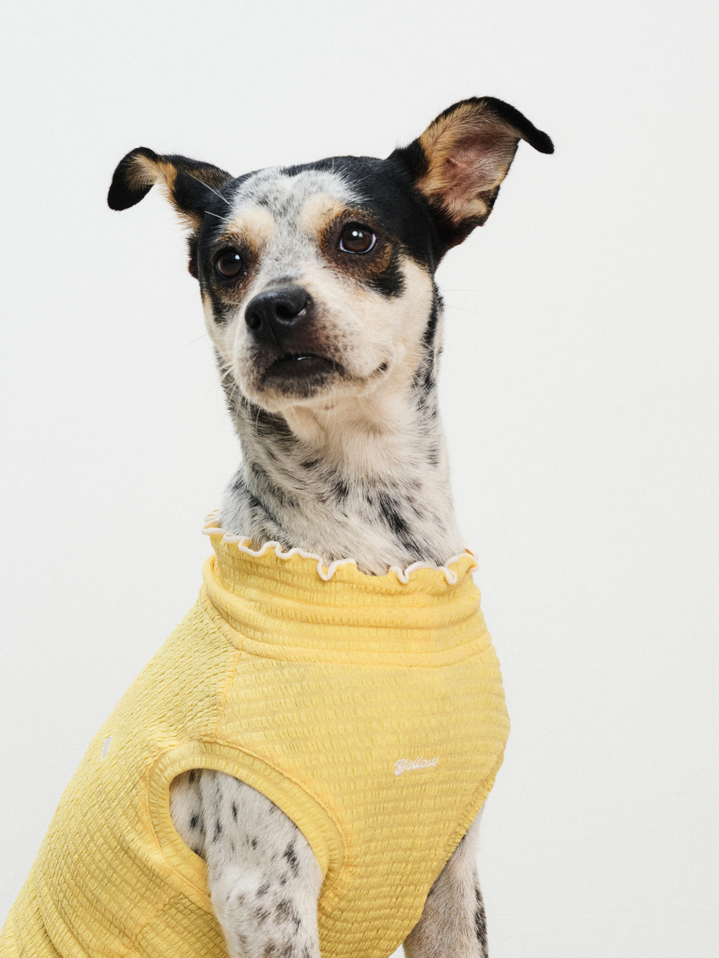 Front upper body view of a Rat Terrier wearing the Colorful Daily Series Wavy 3D Pleated Pet Vest in pale yellow