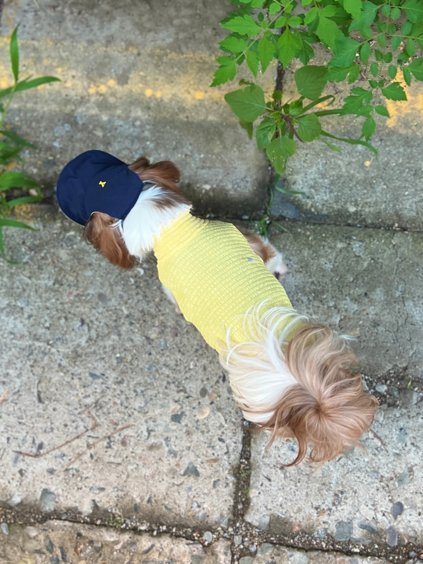 Top view of a Shih Tzu wearing the Colorful Daily Series Wavy 3D Pleated Pet Vest in pale yellow, walking outdoors, back view