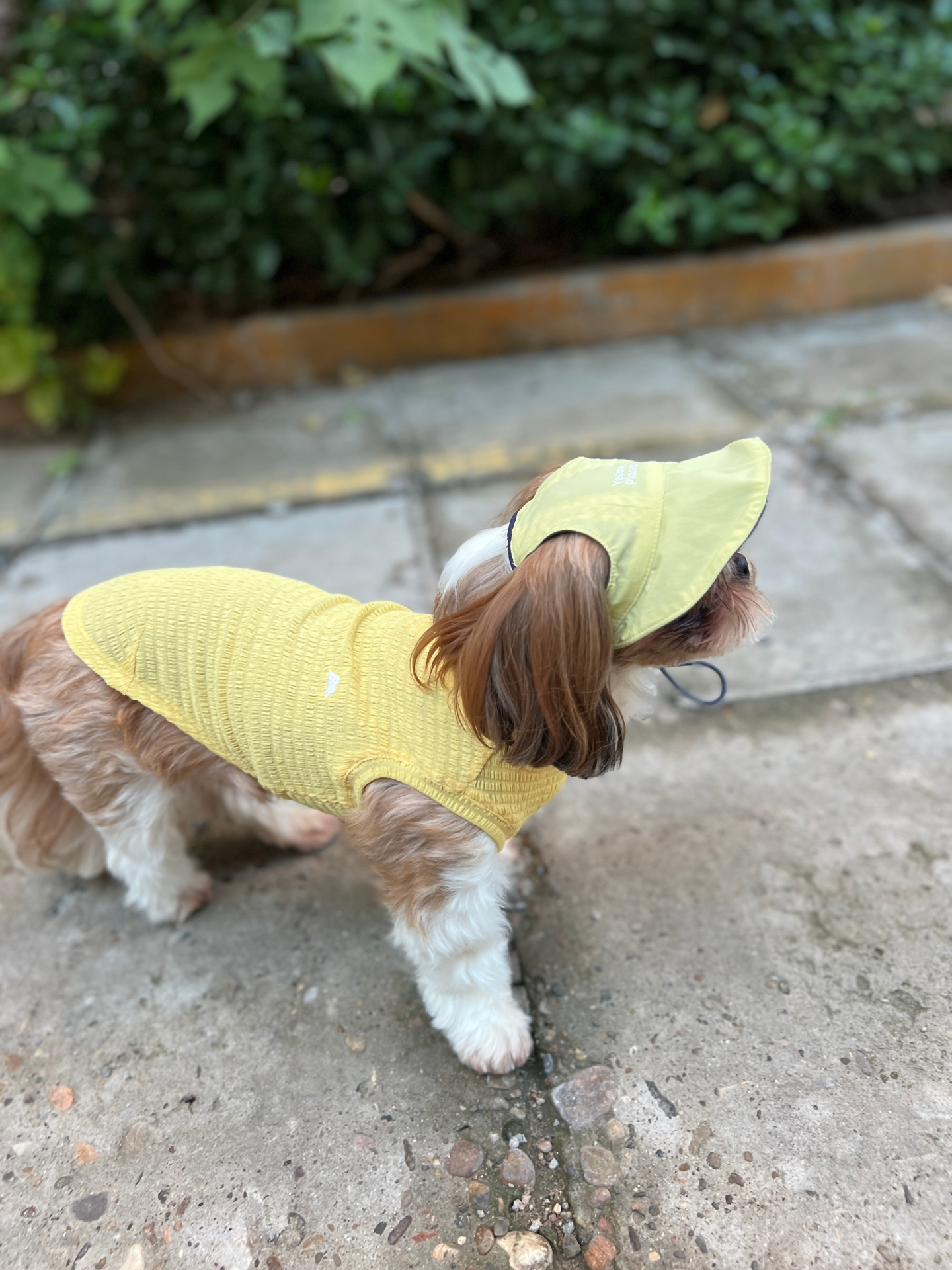 Side view of a Shih Tzu wearing the Colorful Daily Series Wavy 3D Pleated Pet Vest in pale yellow, walking outdoors