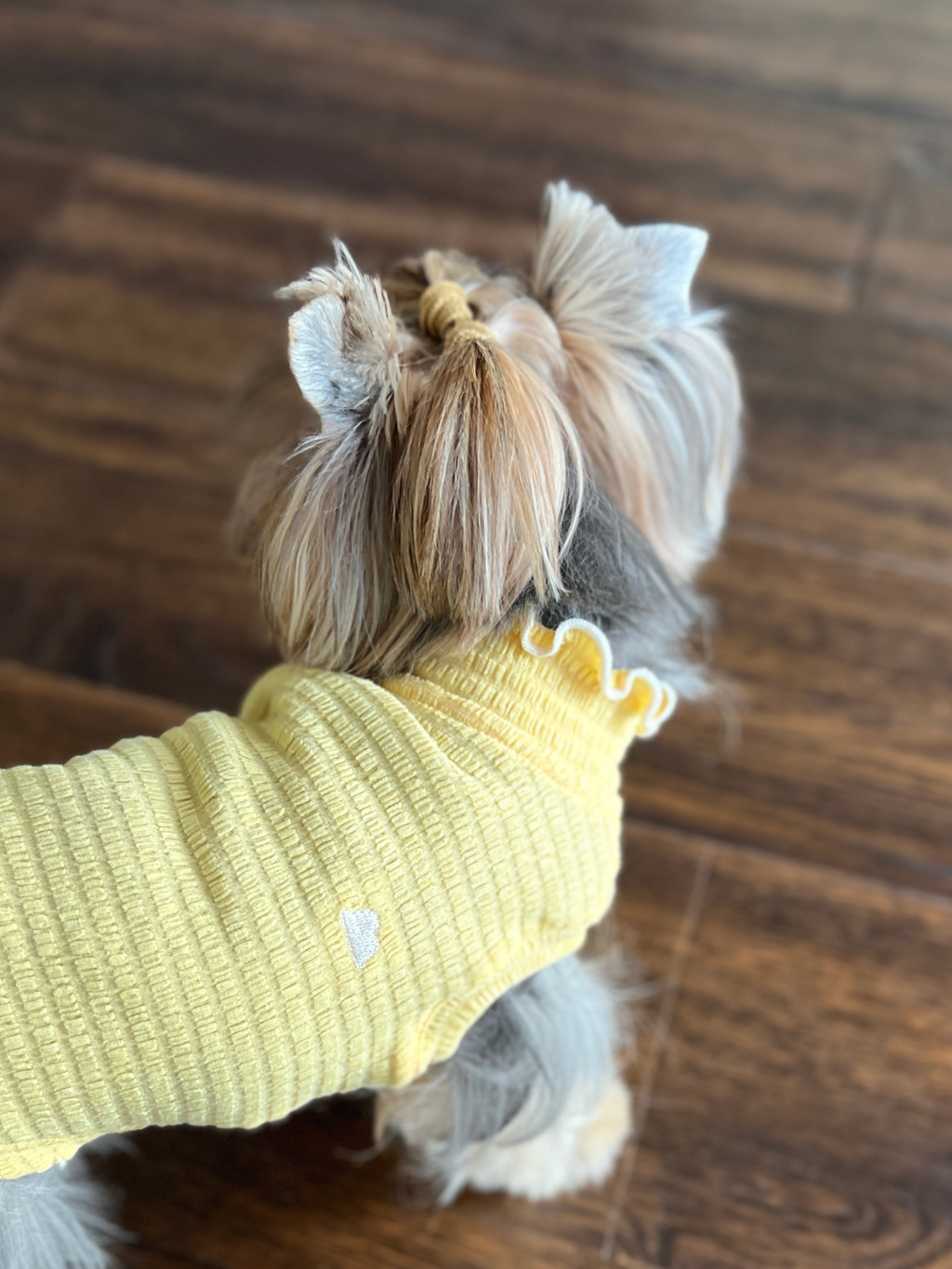 Top view of a Yorkshire Terrier wearing the Colorful Daily Series Wavy 3D Pleated Pet Vest in pale yellow, back view