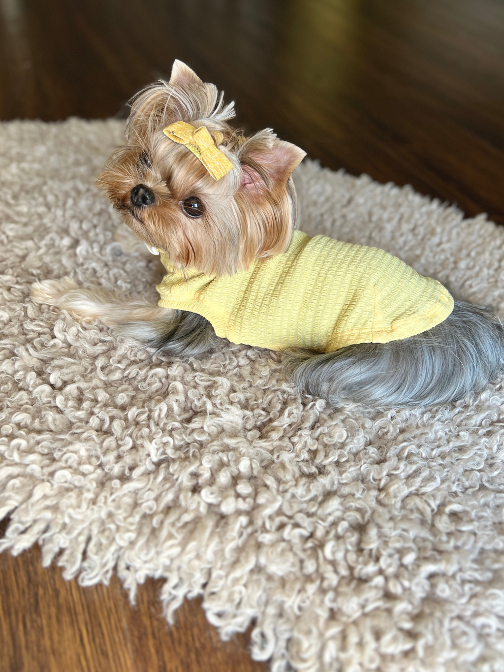 Yorkshire Terrier sitting on a carpet and looking up while wearing the Colorful Daily Series Wavy 3D Pleated Pet Vest in pale yellow