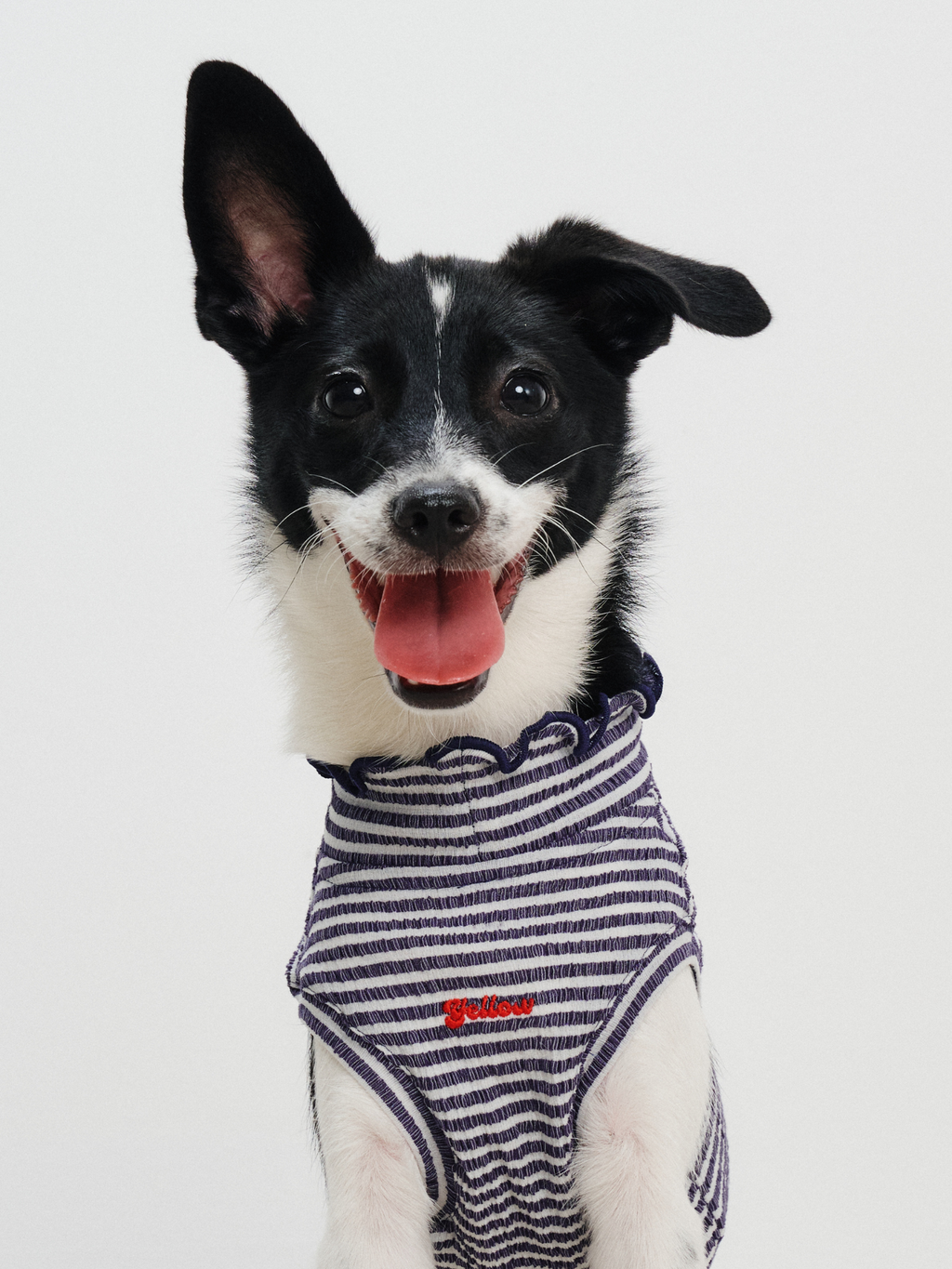 Front upper body view of a rat terrier wearing the Colorful Daily Series Wavy 3D Pleated Pet Vest