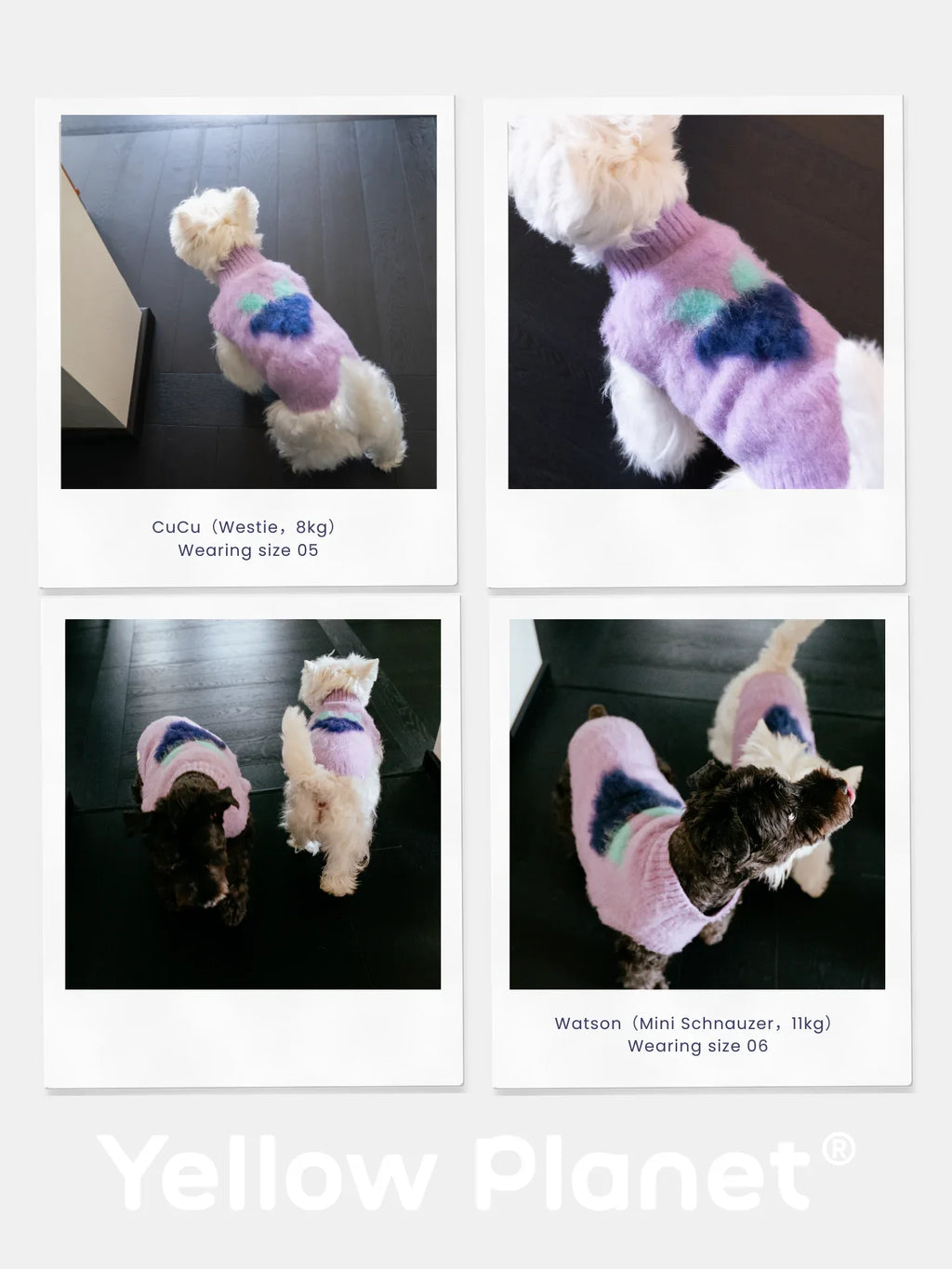 A collage of a Westie and a Miniature Schnauzer wearing the Night Grape fruits brushed knit vest in different settings.