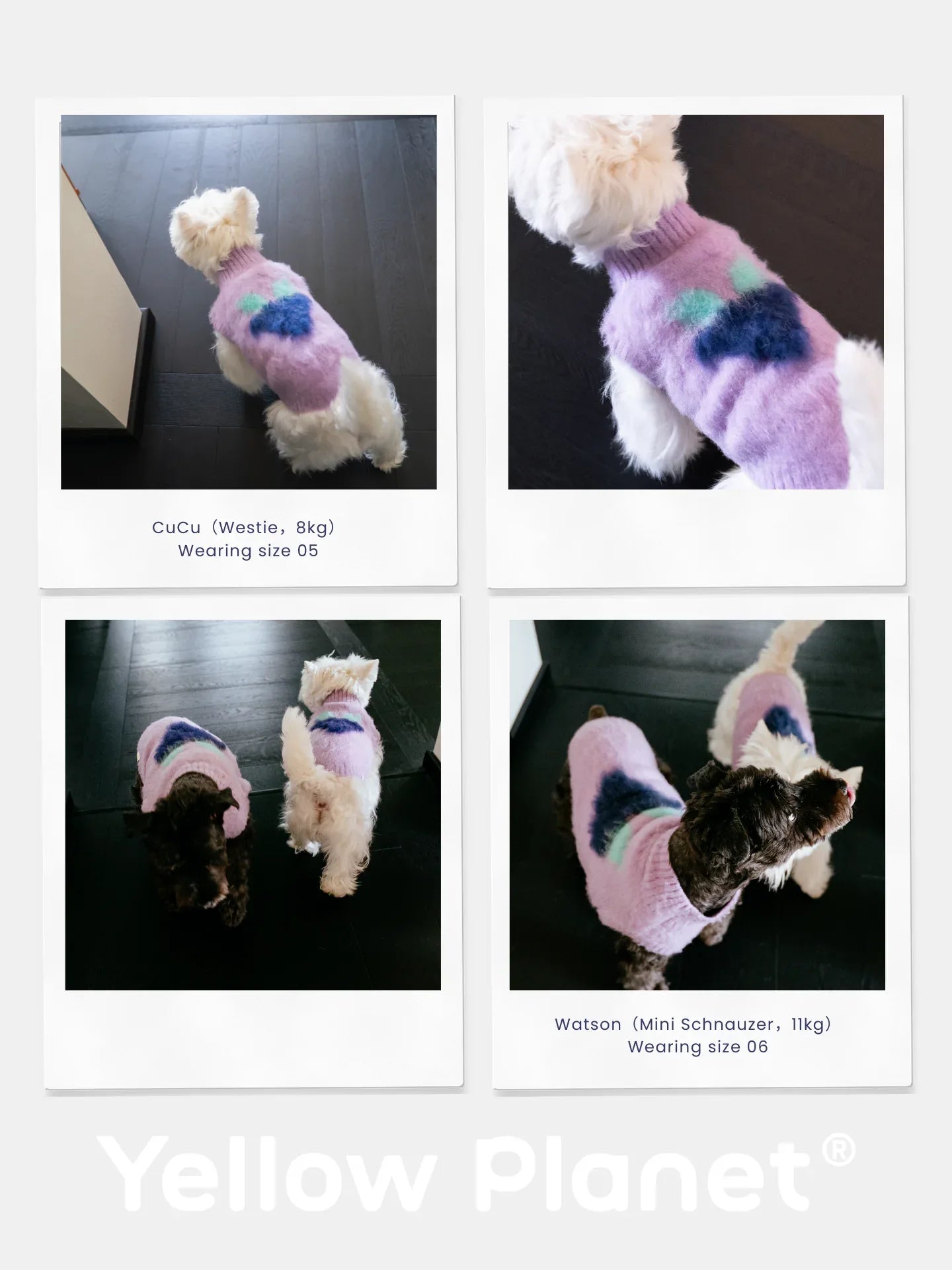 A collage of a Westie and a Miniature Schnauzer wearing the Night Grape fruits brushed knit vest in different settings.
