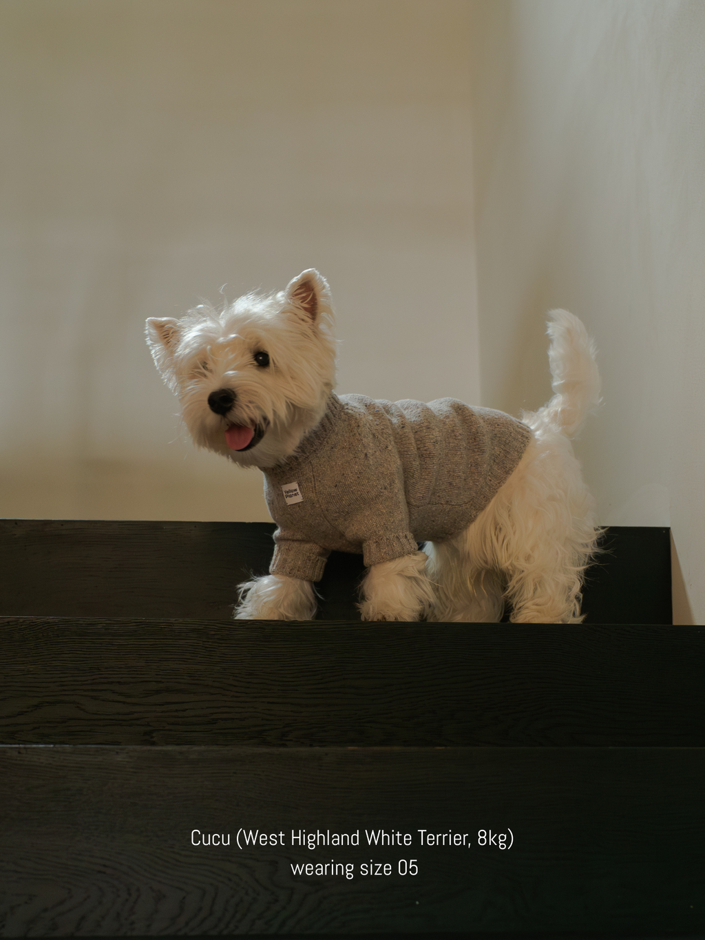White West Highland White Terrier (Westie) looking playful in the Confetti Cream tweed dog sweater. Blend ensures durability for active dogs.