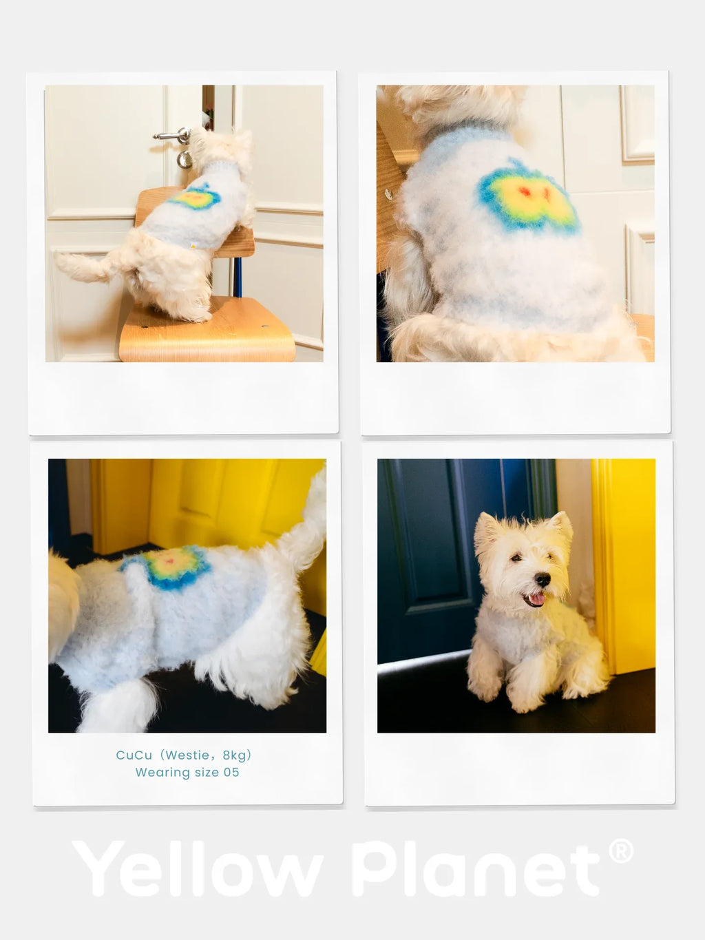 A photo collage featuring a Westie wearing the Blue Apple artistic fruit vest, showing the fit for small white dog breeds.