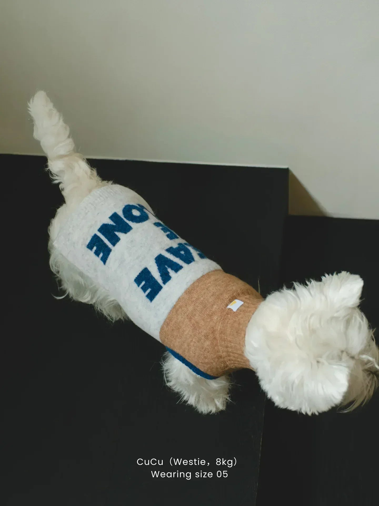 Top-down view of a Westie wearing the beige gray "Leave Me Alone" knit vest, highlighting the slogan on the back.