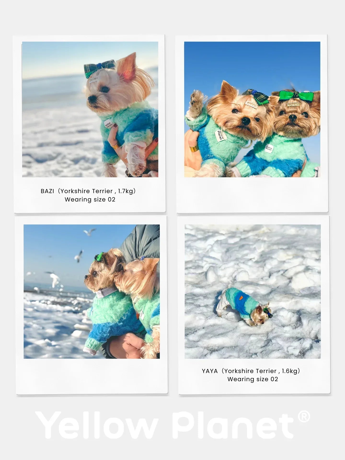 Collage featuring a Westie wearing the Pink-Orange and Blue-Teal artistic brushed sweaters in outdoor and indoor settings.