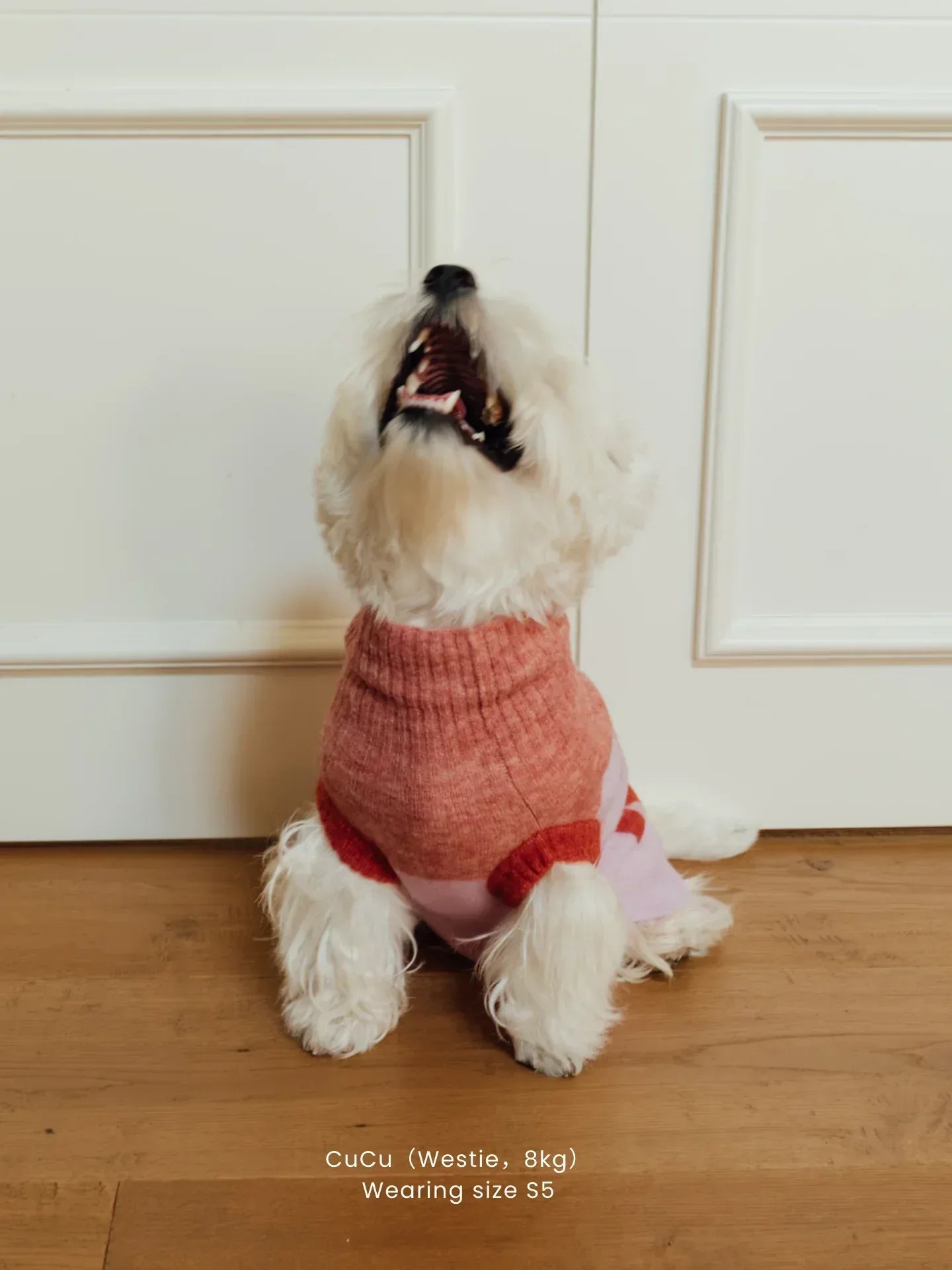 A West Highland White Terrier (Westie) sitting and looking up while wearing the Pink and Coral Red alpaca wool vest.
