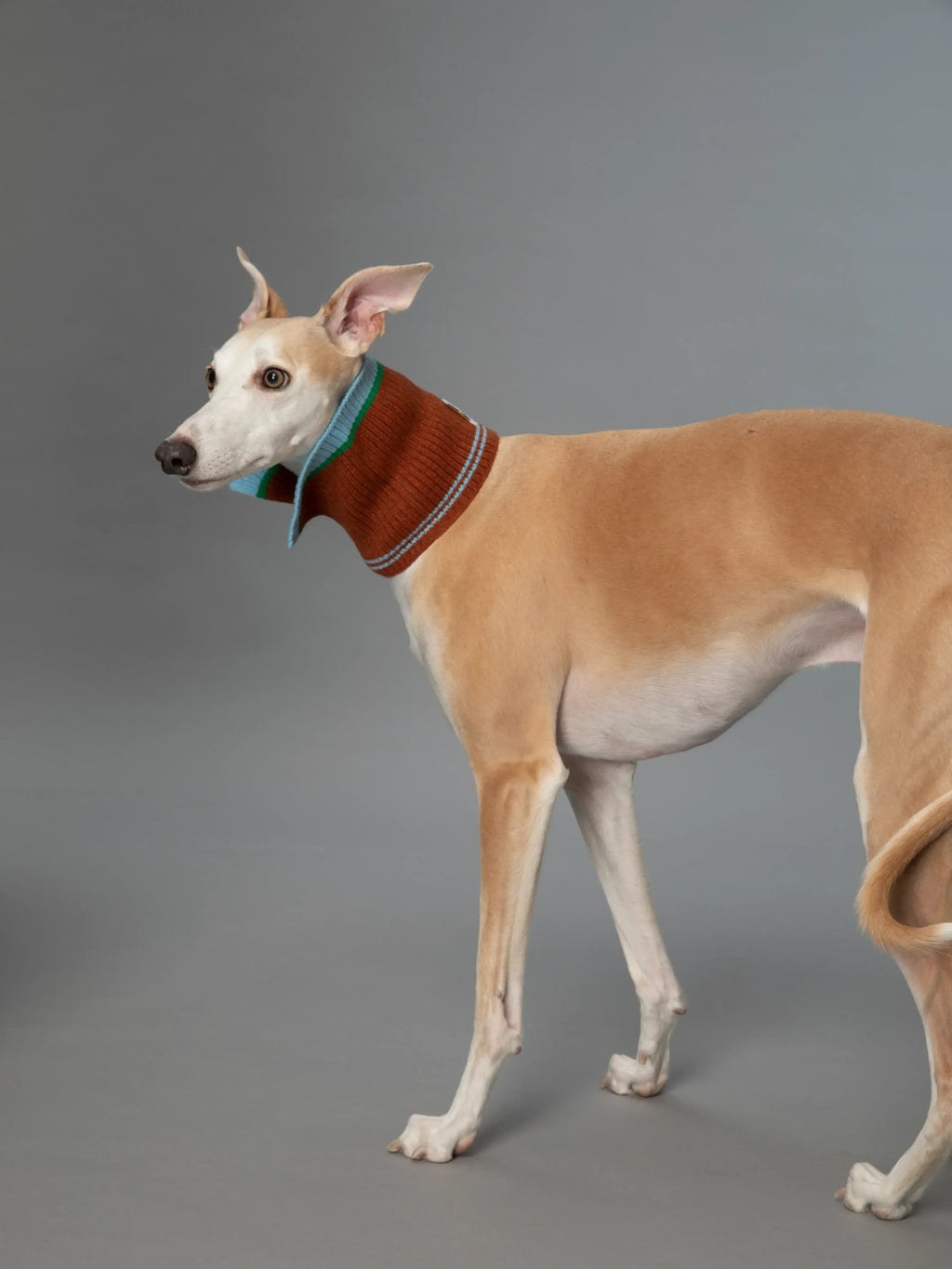 A slender Whippet modeling the Chestnut Brown Merino wool collar as a high-neck snood for winter warmth.