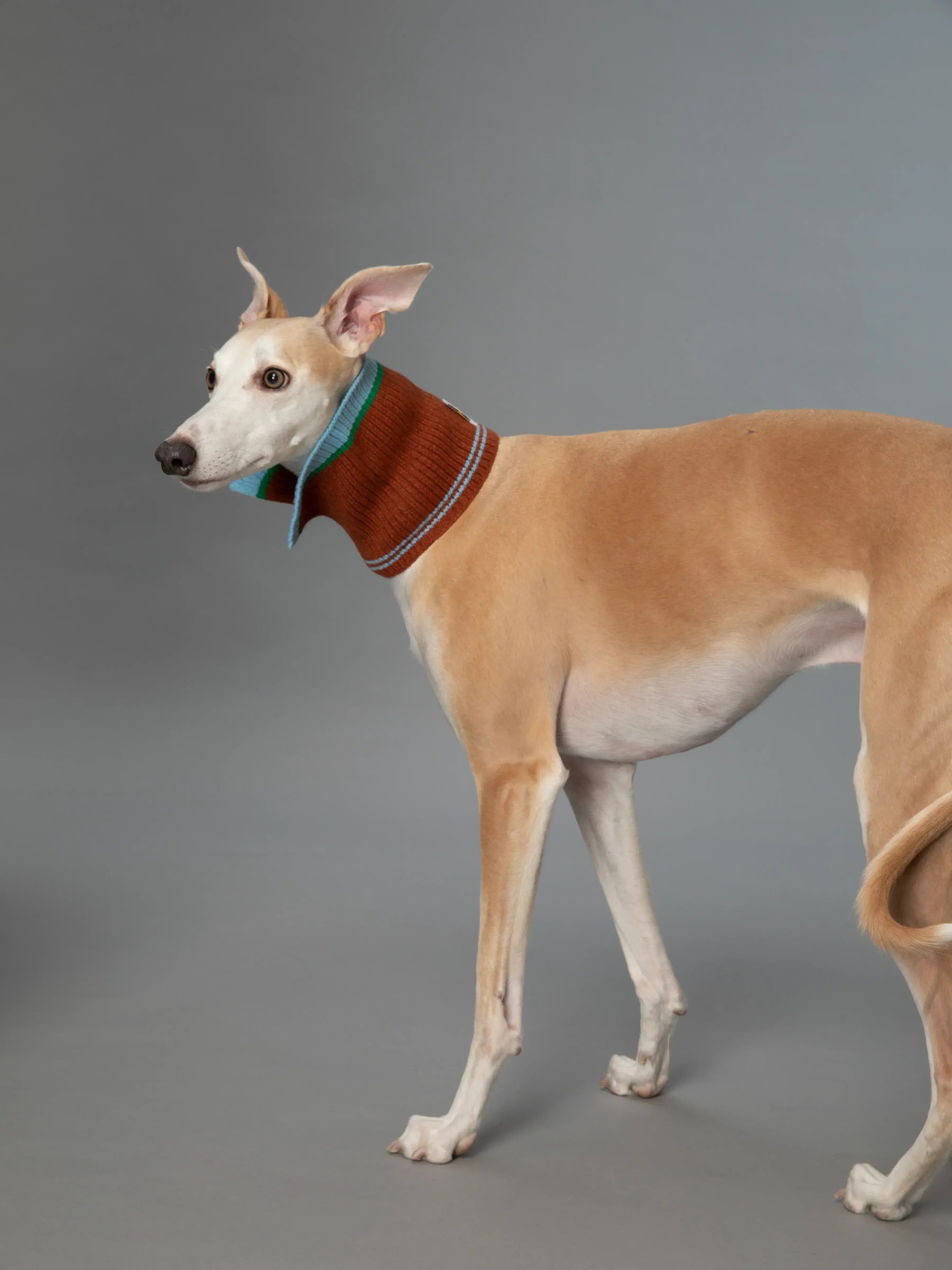 A slender Whippet modeling the Chestnut Brown Merino wool collar as a high-neck snood for winter warmth.