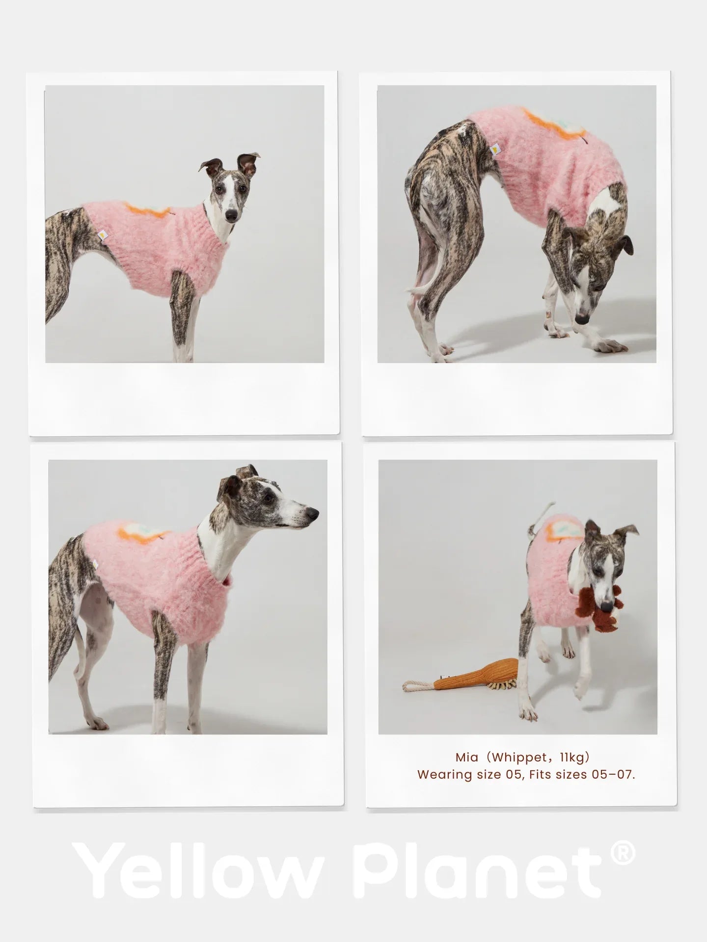 A photo collage of a slender Whippet wearing the Pink Pear brushed knit vest, showing the flexible fit for athletic breeds.