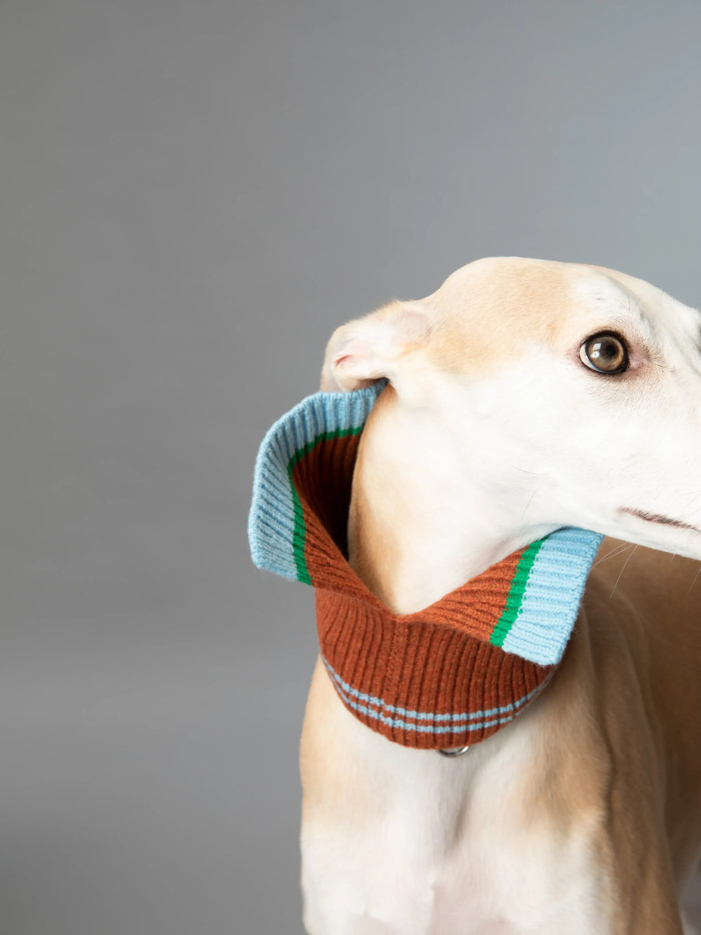 Close-up of a Whippet wearing the fashion collar folded down to reveal the contrasting blue and green striped interior.