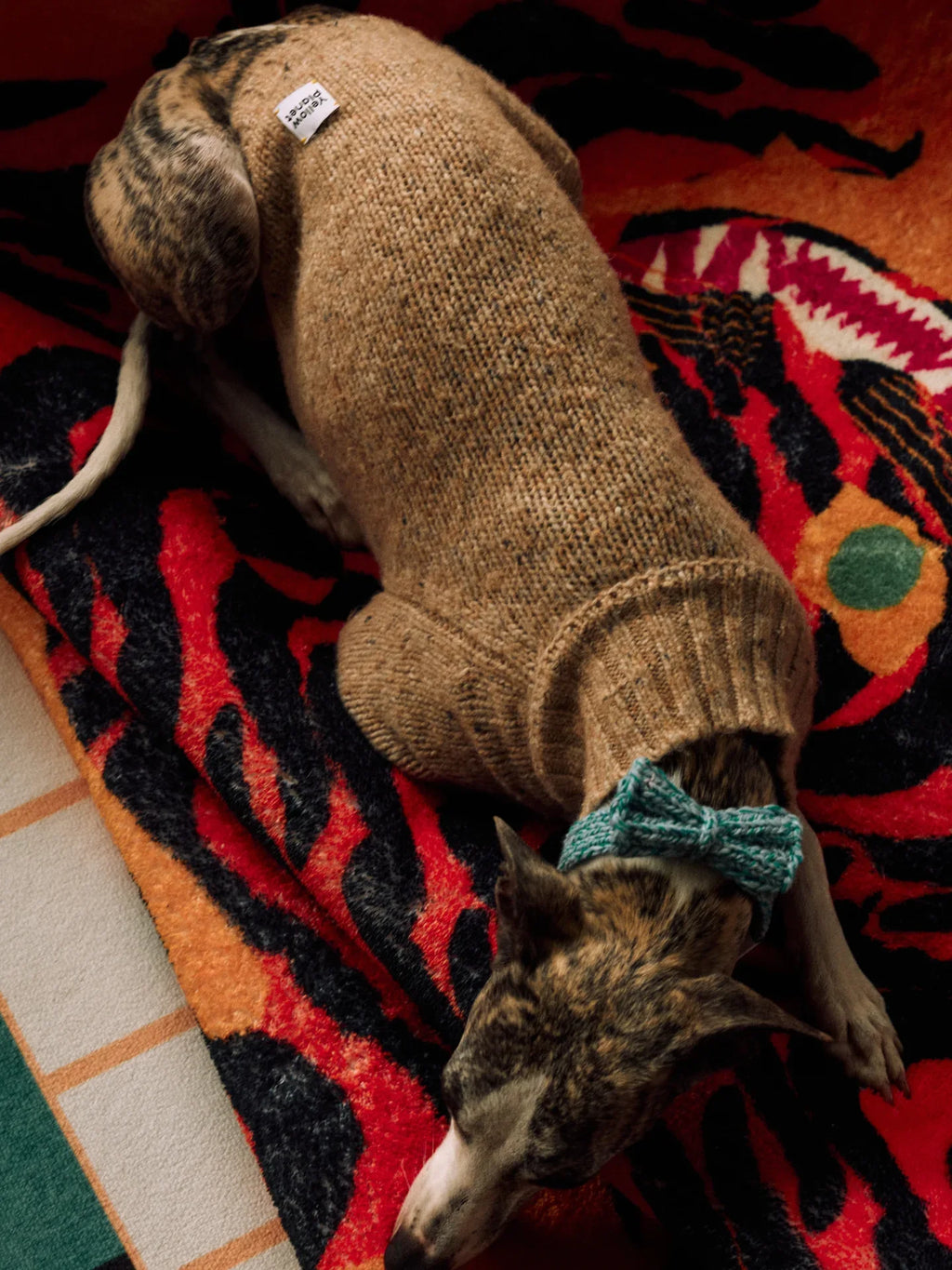 High-angle shot of a brindle Whippet resting on a tiger-print rug, wearing a Walnut Tweed alpaca-wool sweater and a sage green knitted bow tie.