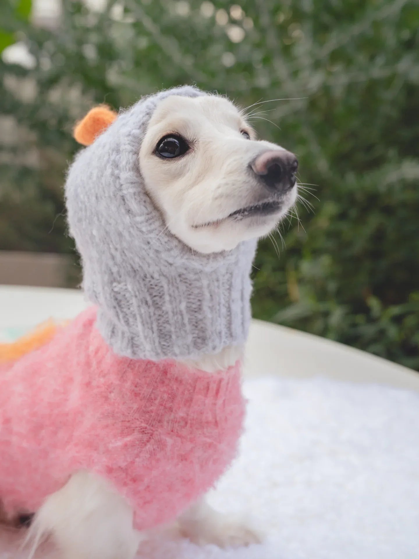 A white miniature Dachshund modeling the Smoke Gray beanie, showing how it comfortably covers the ears and neck.