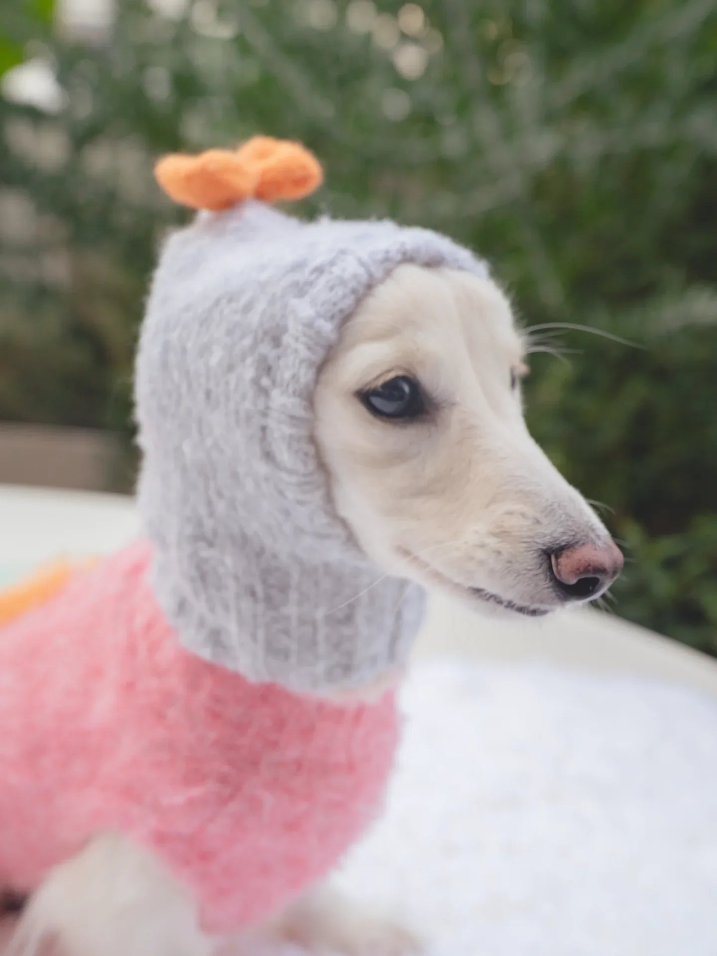 A white miniature Dachshund modeling the Smoke Gray beanie, showing how it comfortably covers the ears and neck.