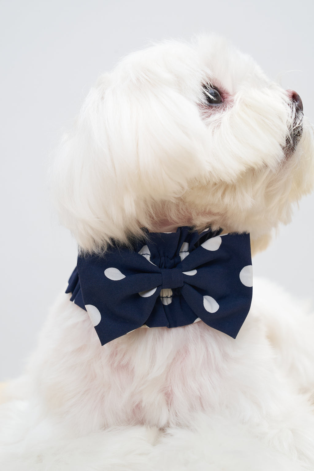 Side view of a white dog styled with the Oasis Polka Dot Bow Neckpiece in Navy, a lightweight vintage-inspired neck accessory.