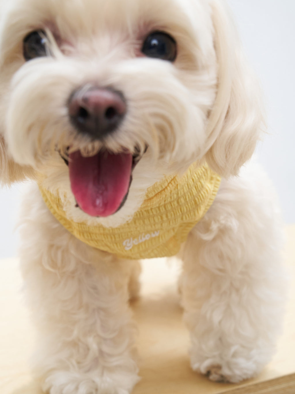 Front close-up of a white dog wearing the Colorful Daily AIRWave Tank in Pale Yellow.